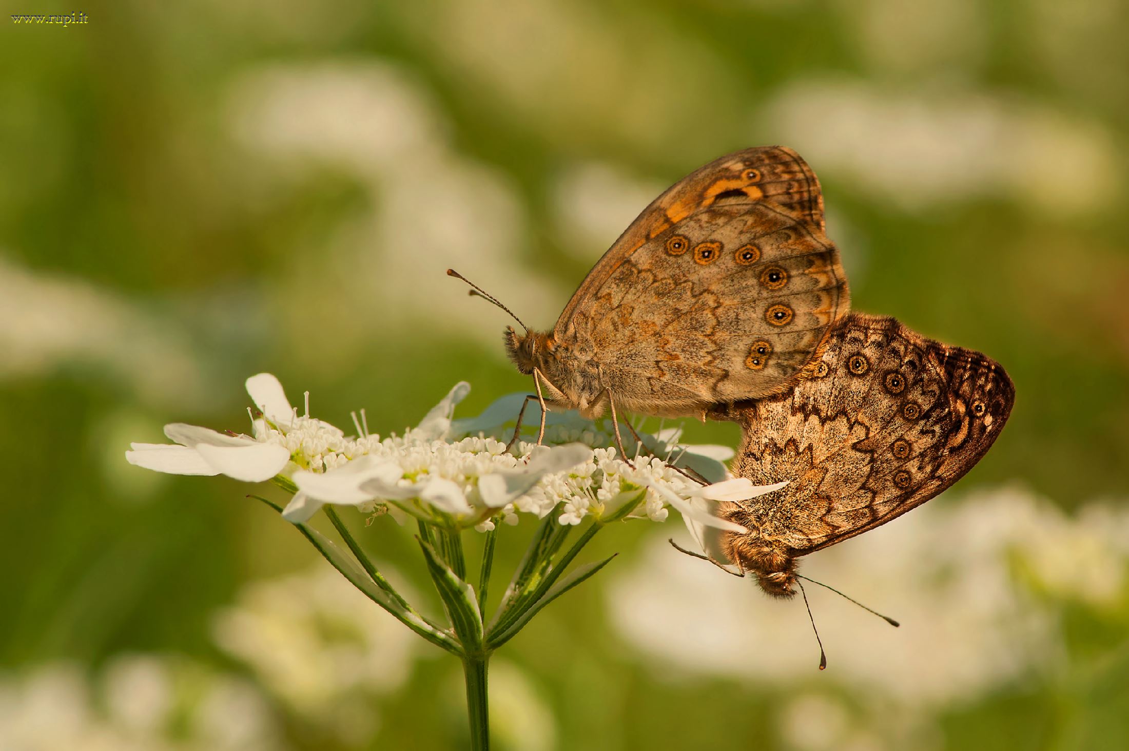 Tu stai sotto... e io sto sopra!