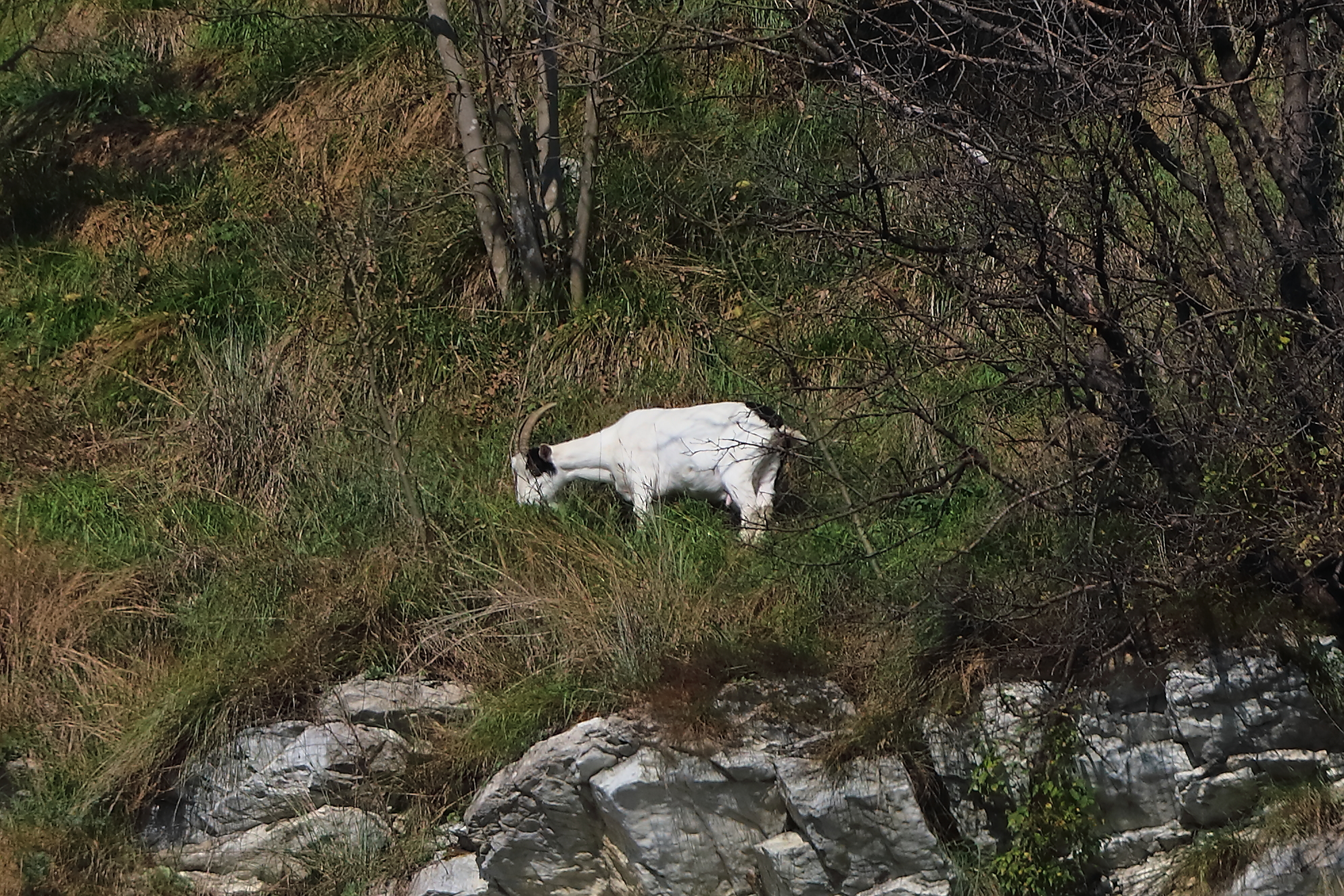 Capra 30 ottobre 2024 - 0098