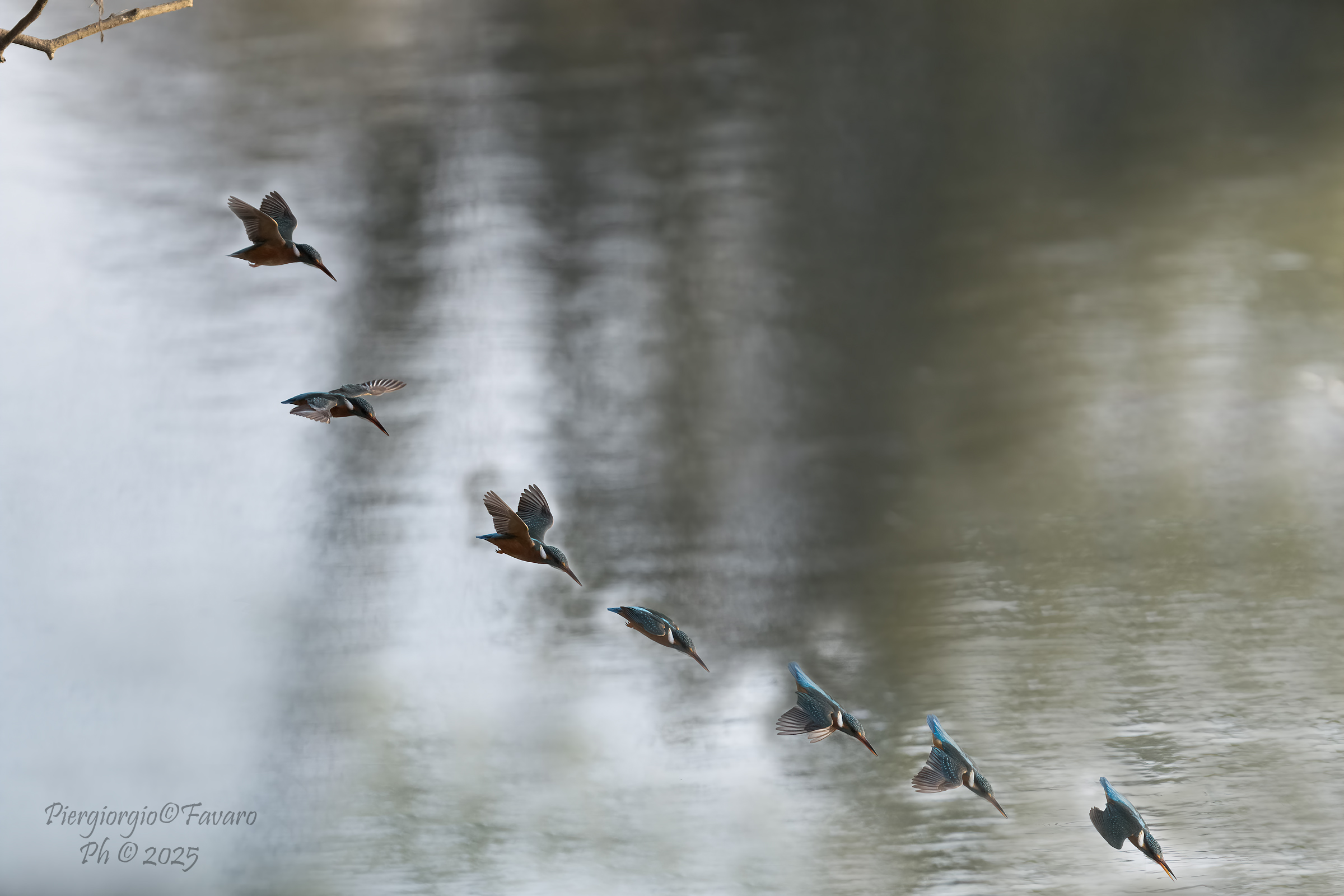 The dive of the Kingfisher