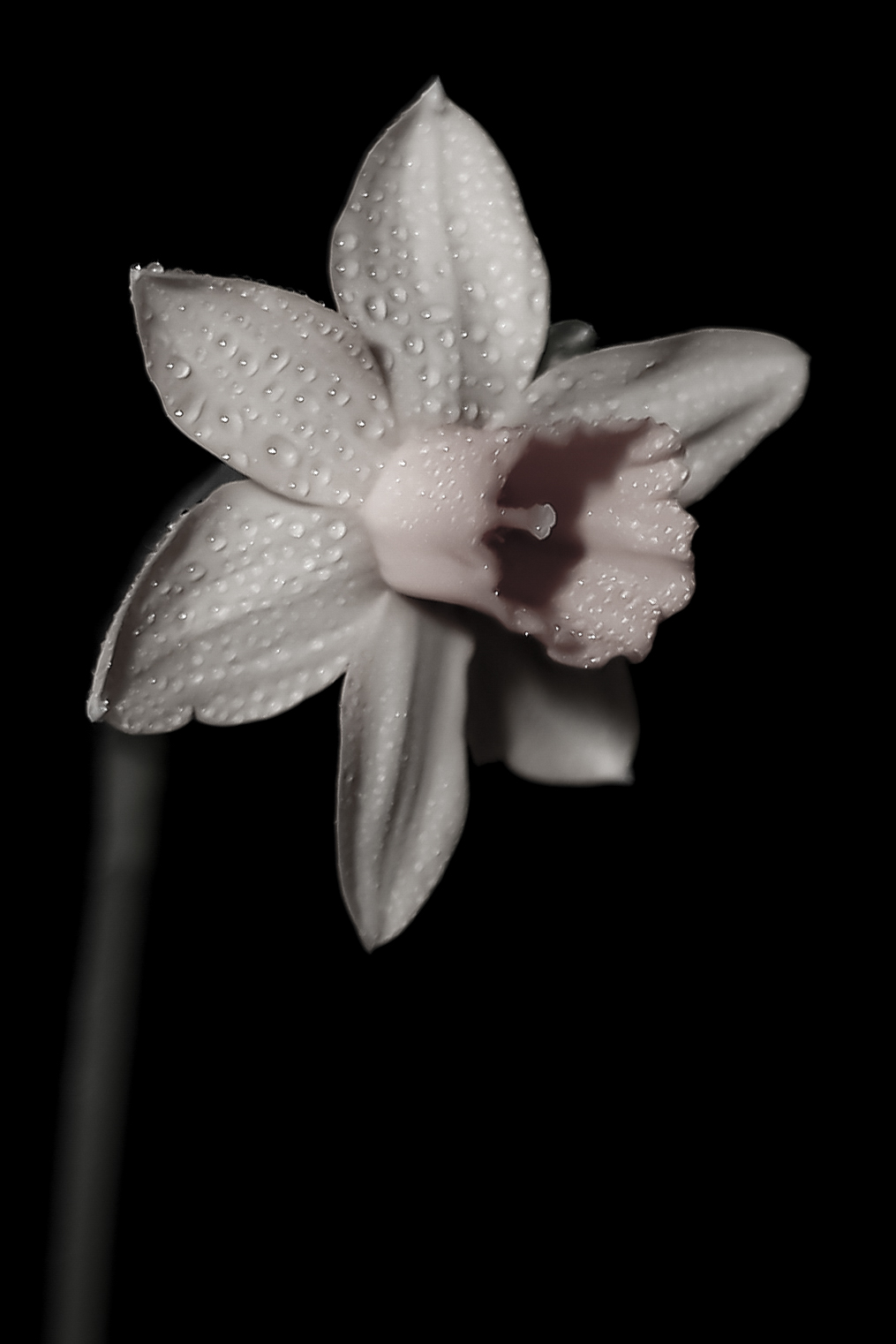 Narcissus White