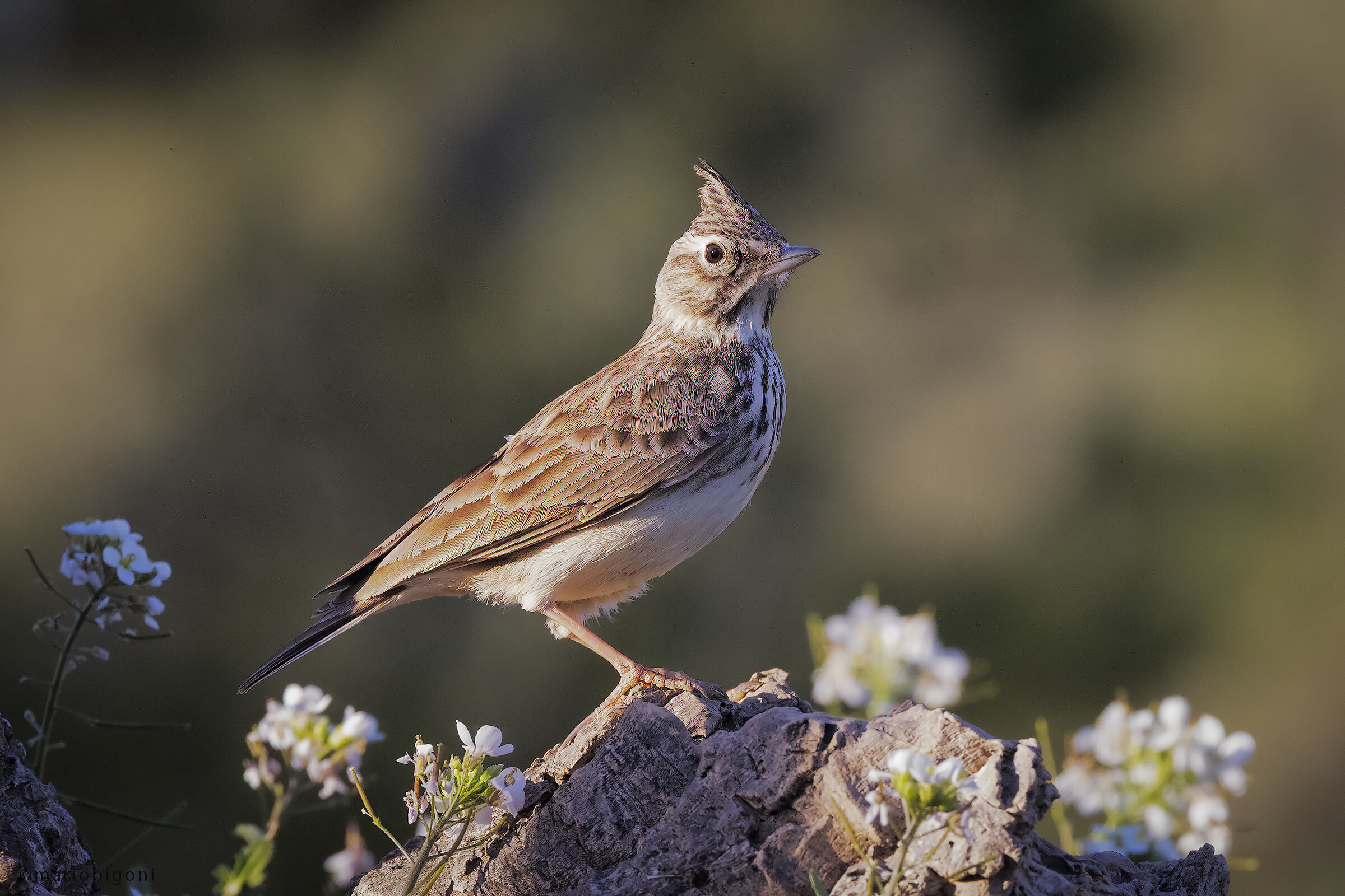 Cappellaccia di thekla