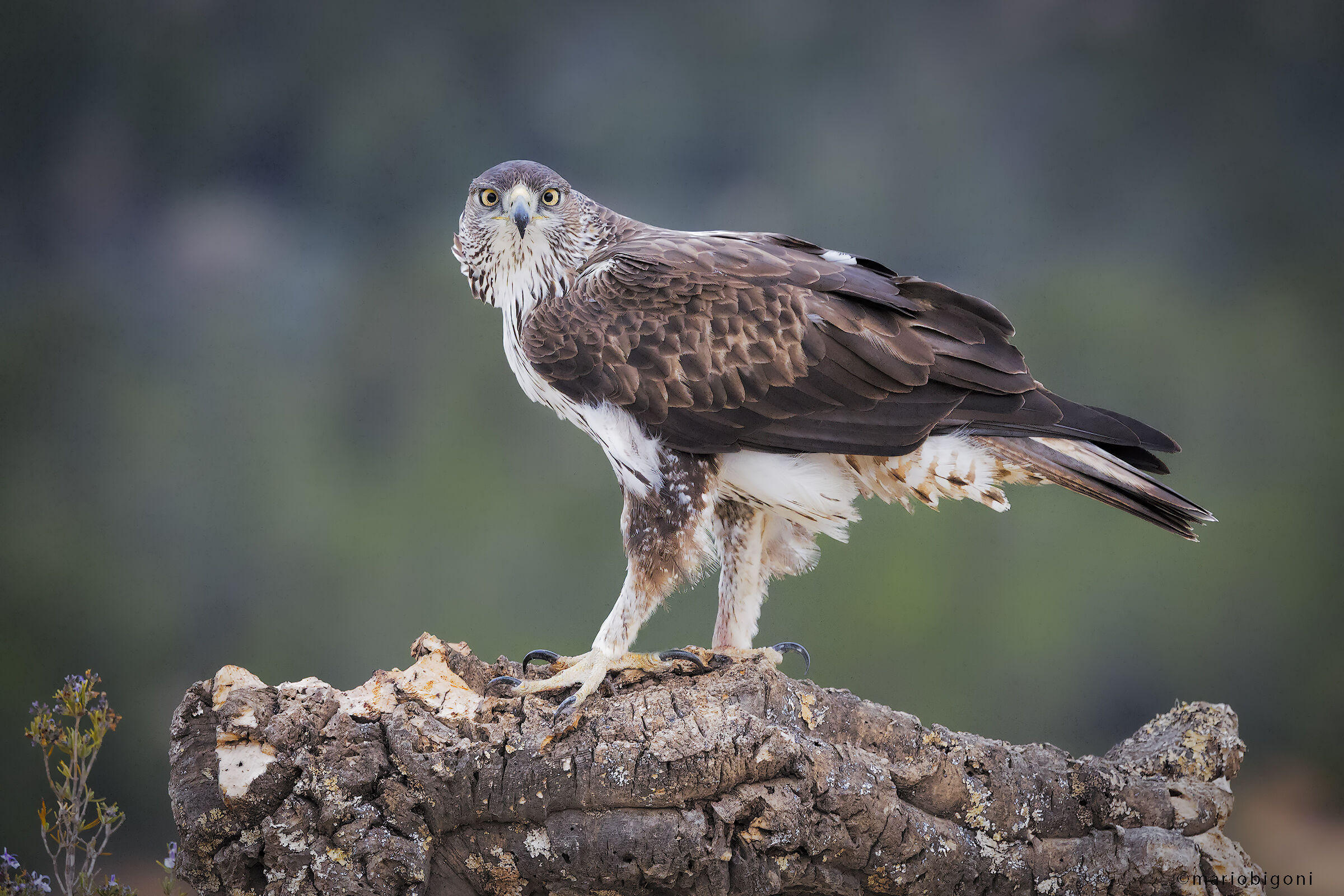 Aquila di Bonelli
