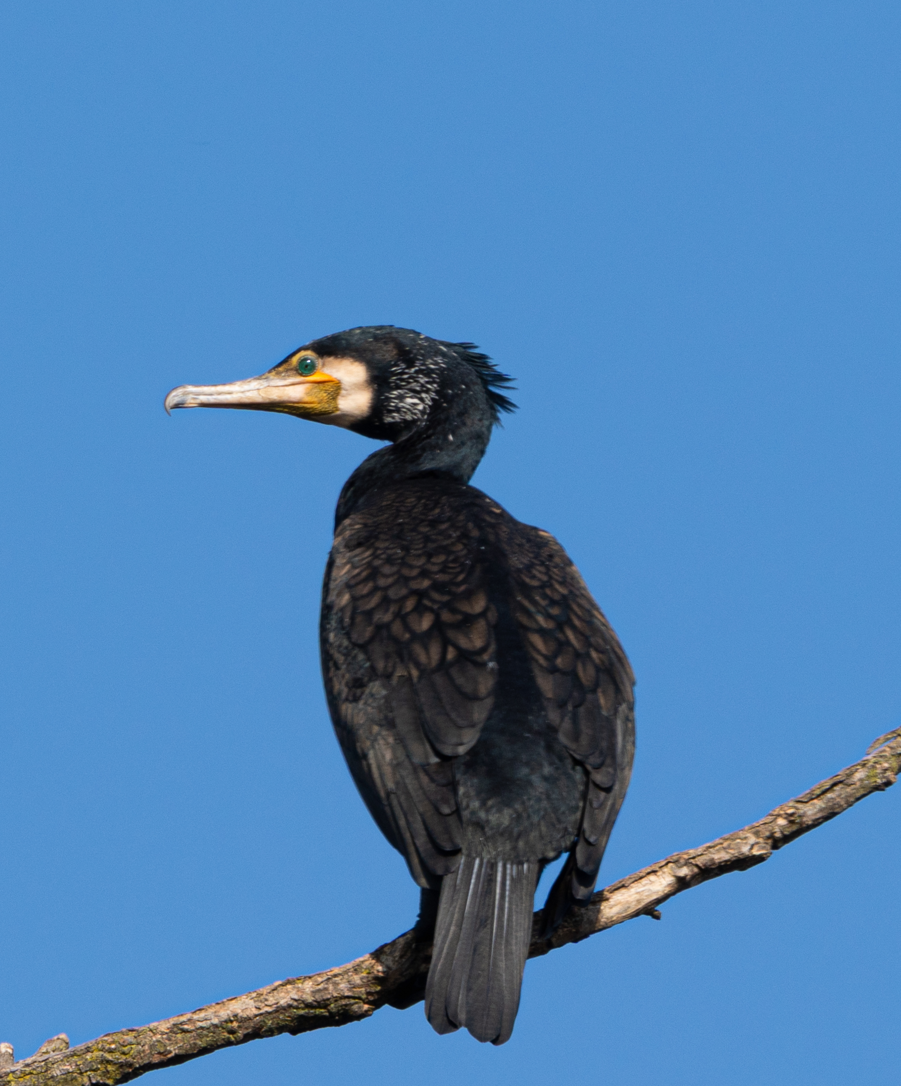 Cormorano