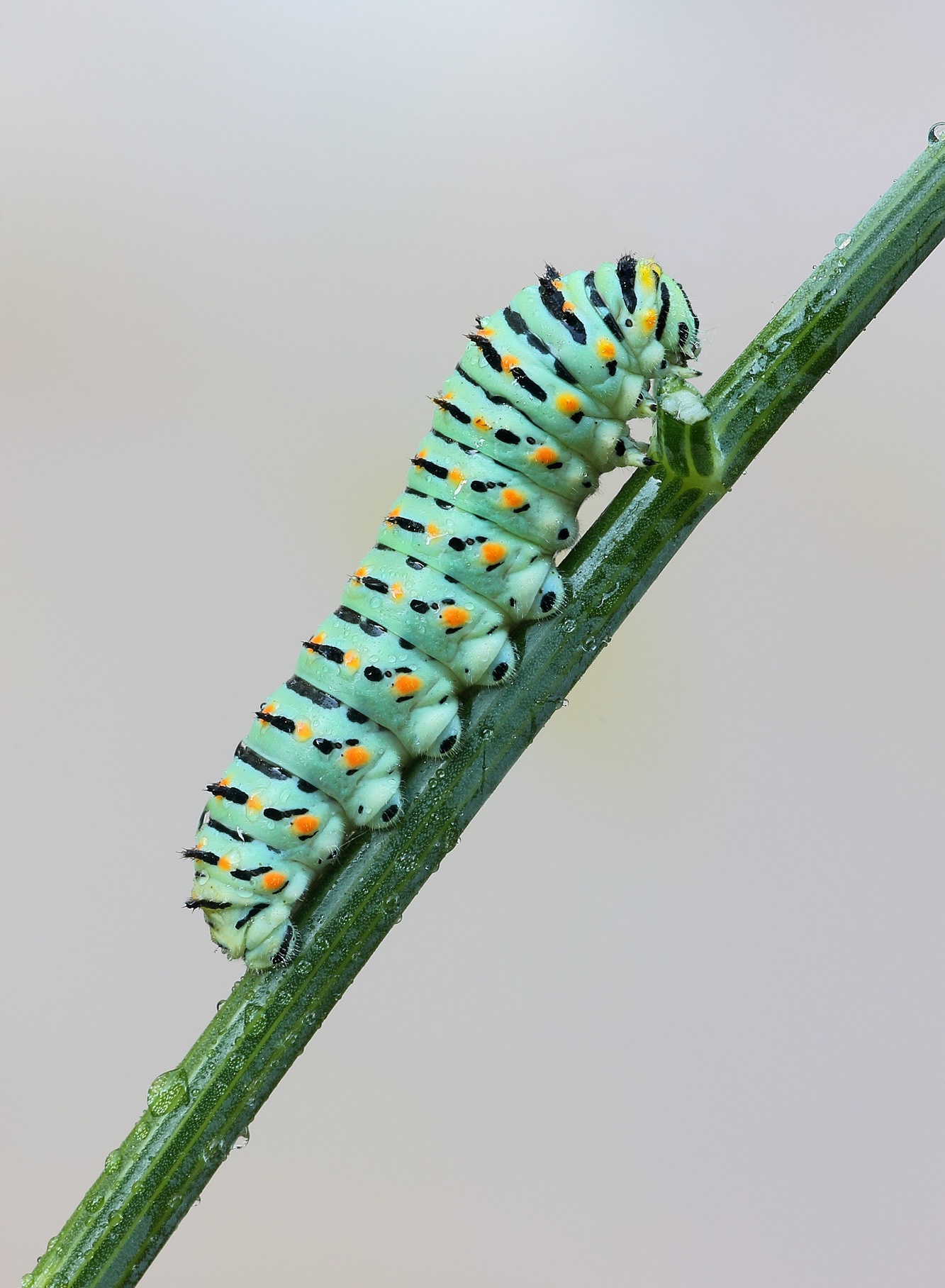 caterpillar of swallowtail ...
