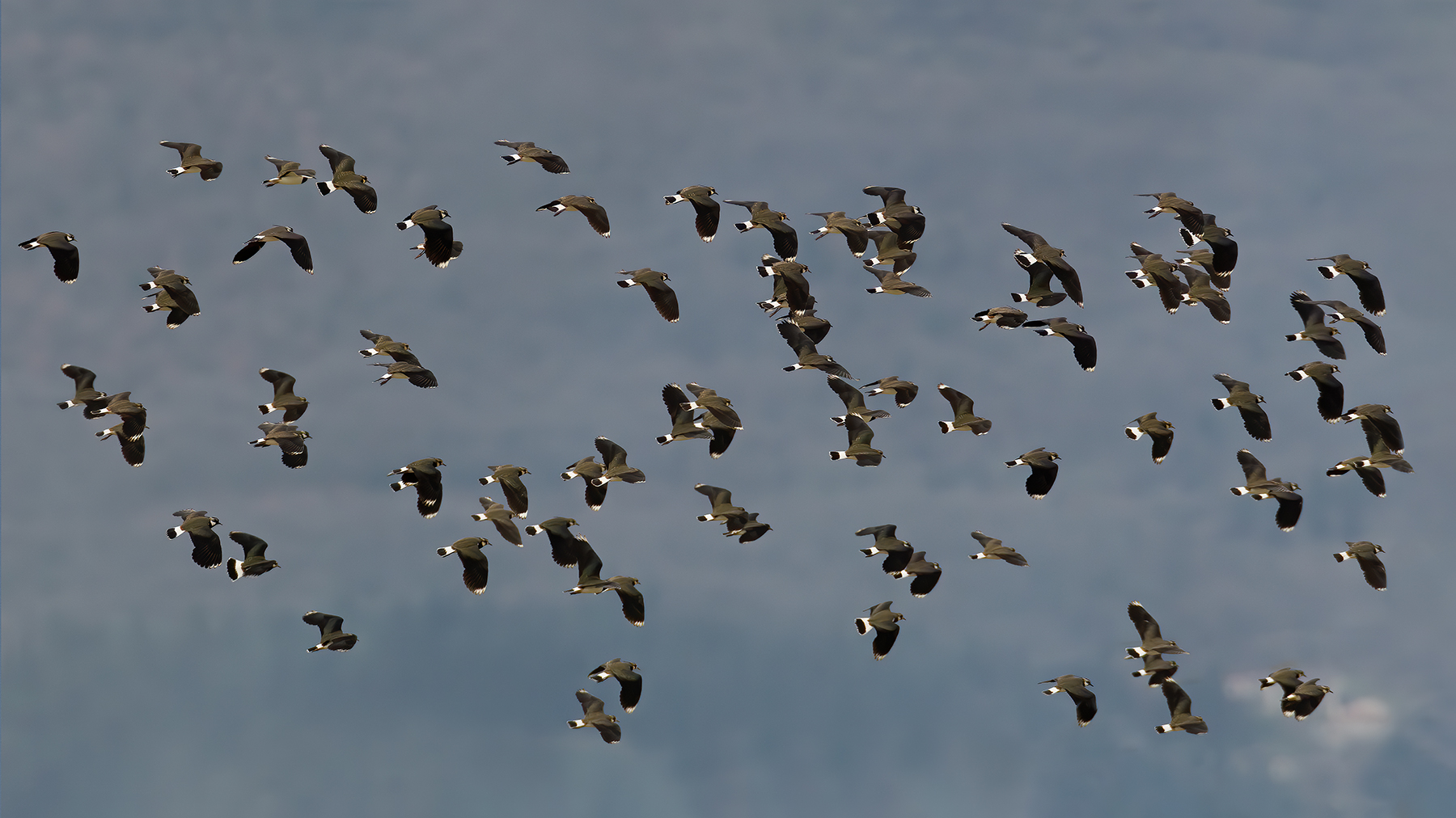 Lapwings