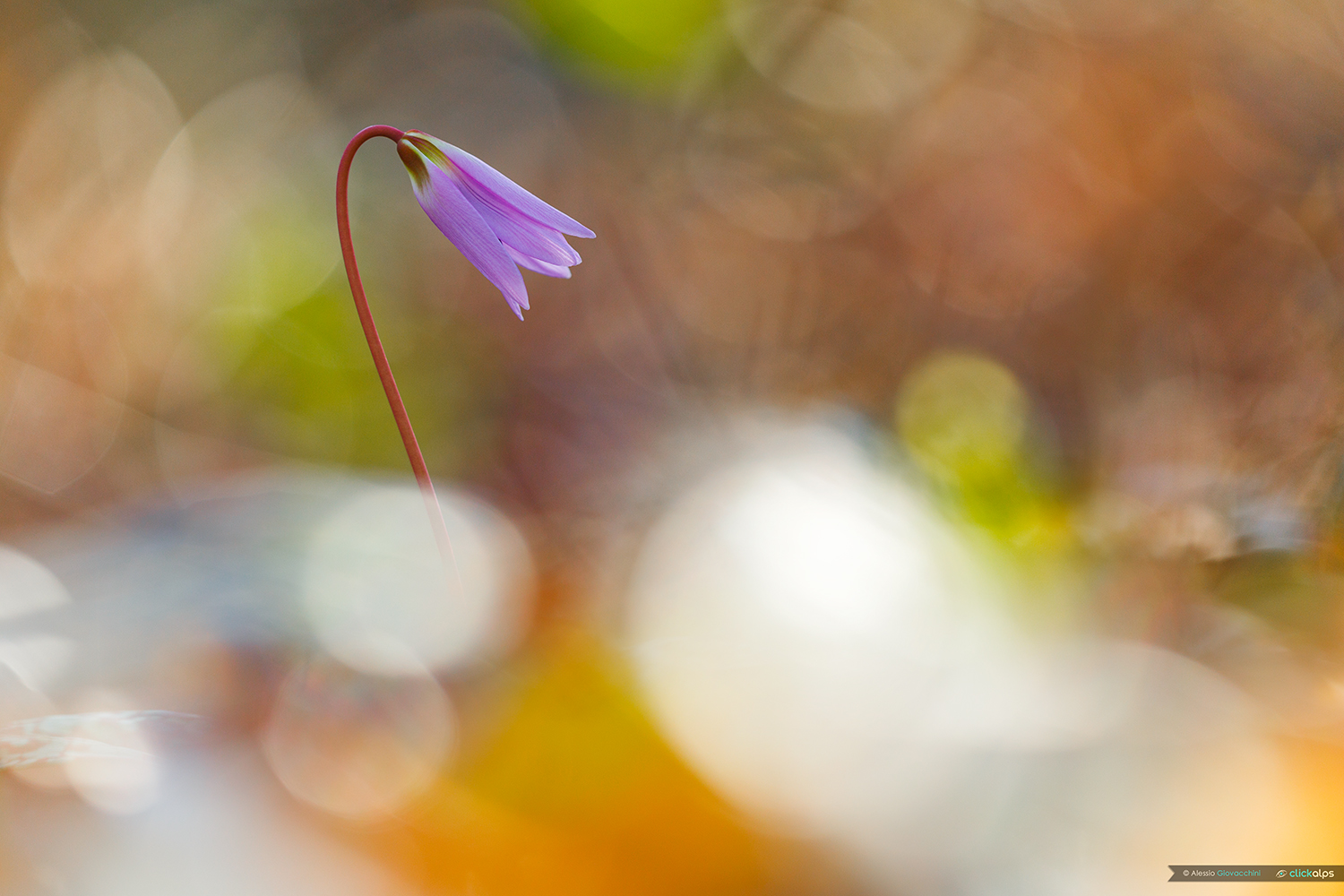 Erythronium dens-canis