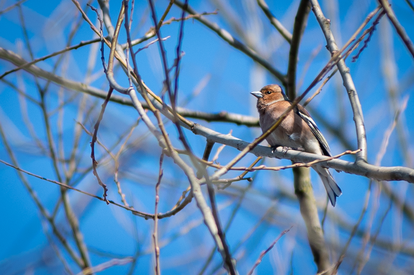 Chaffinch