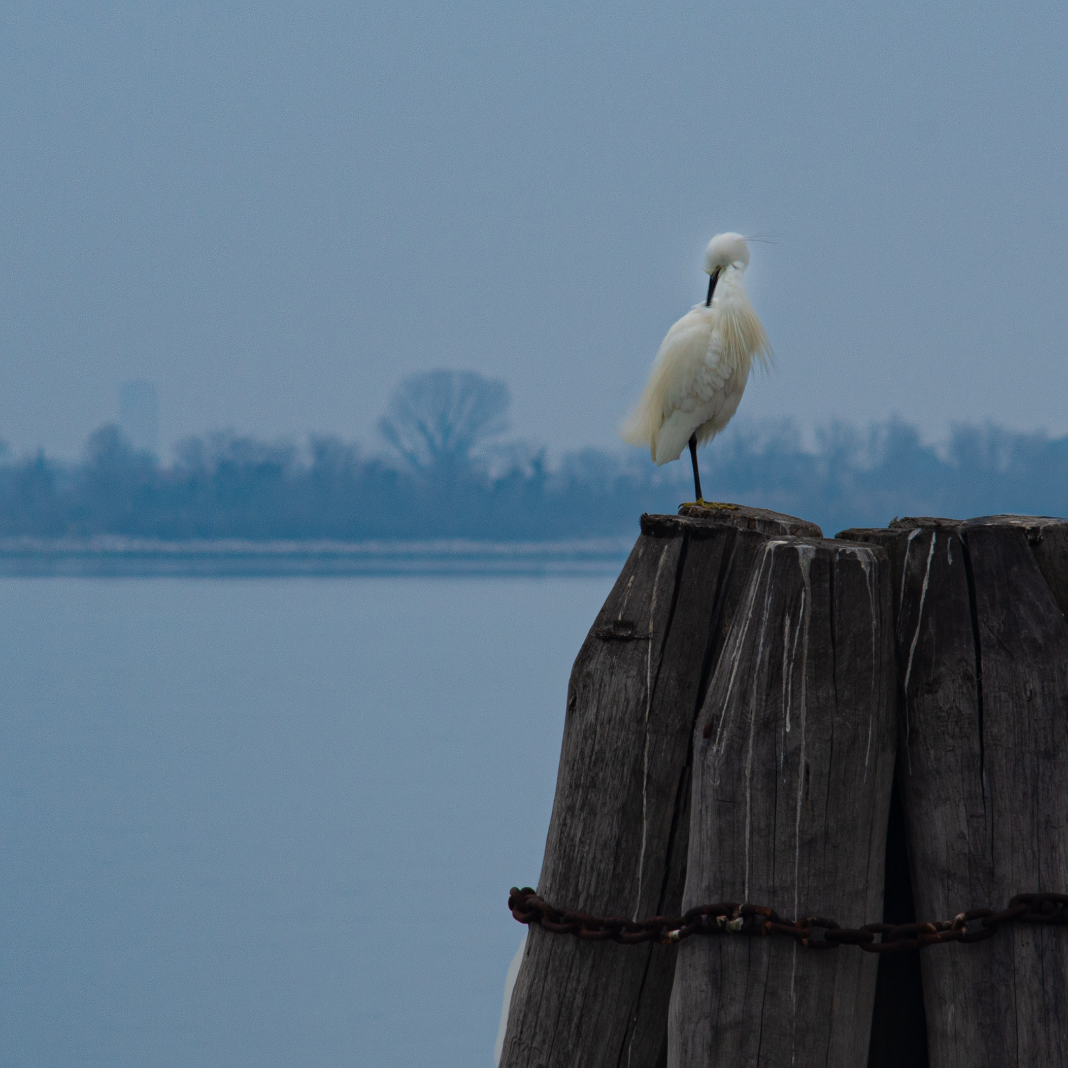 Little Egret - Punta Sabbioni (VE)