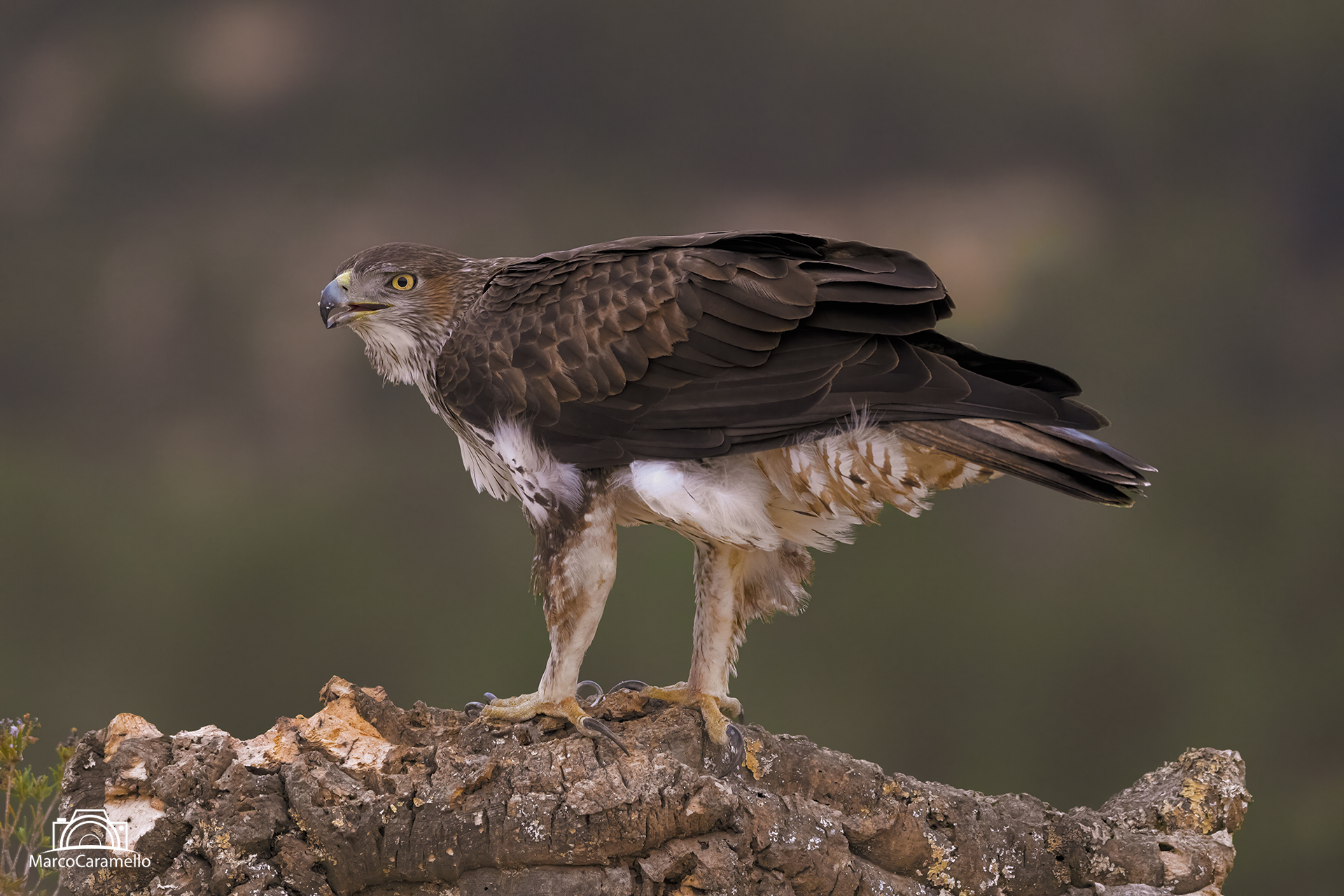 Aquila di Bonelli