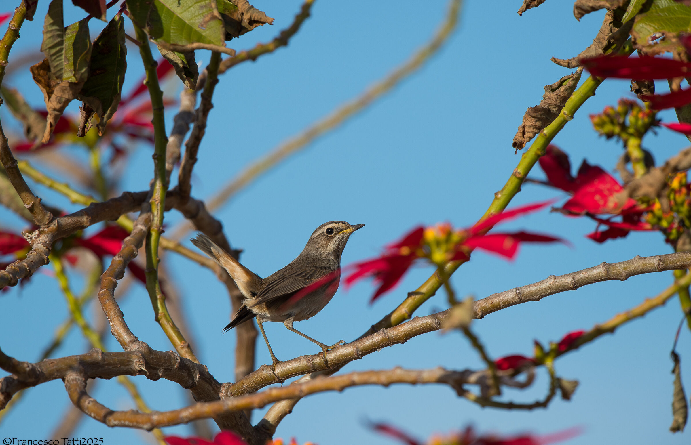 Bluecomb Female on poinsettia