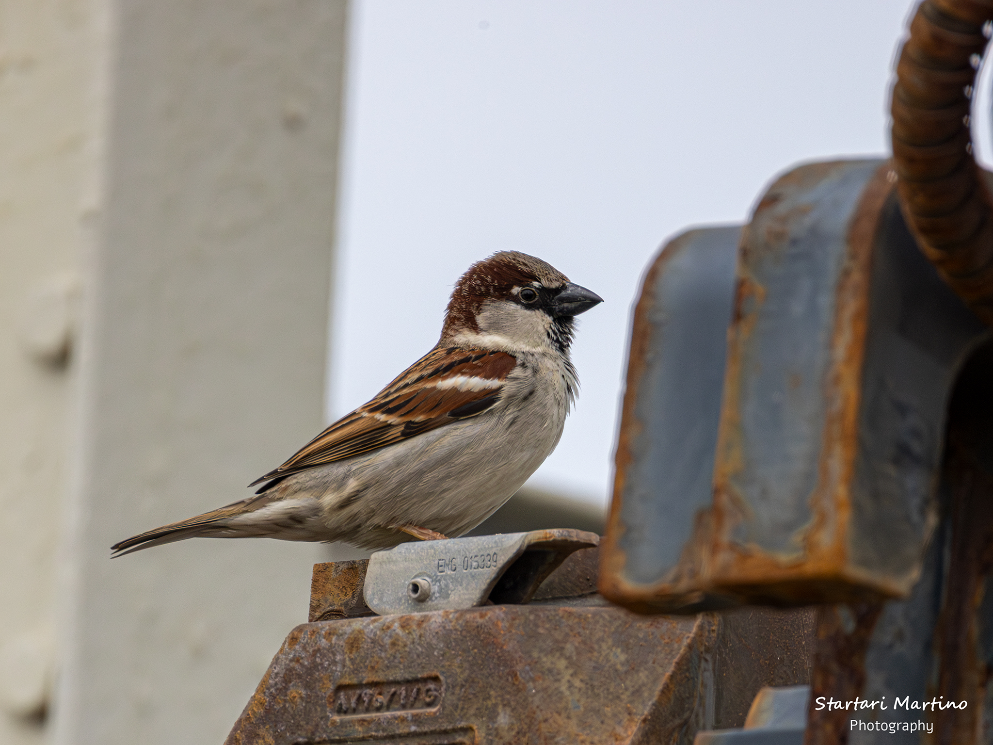 Passero