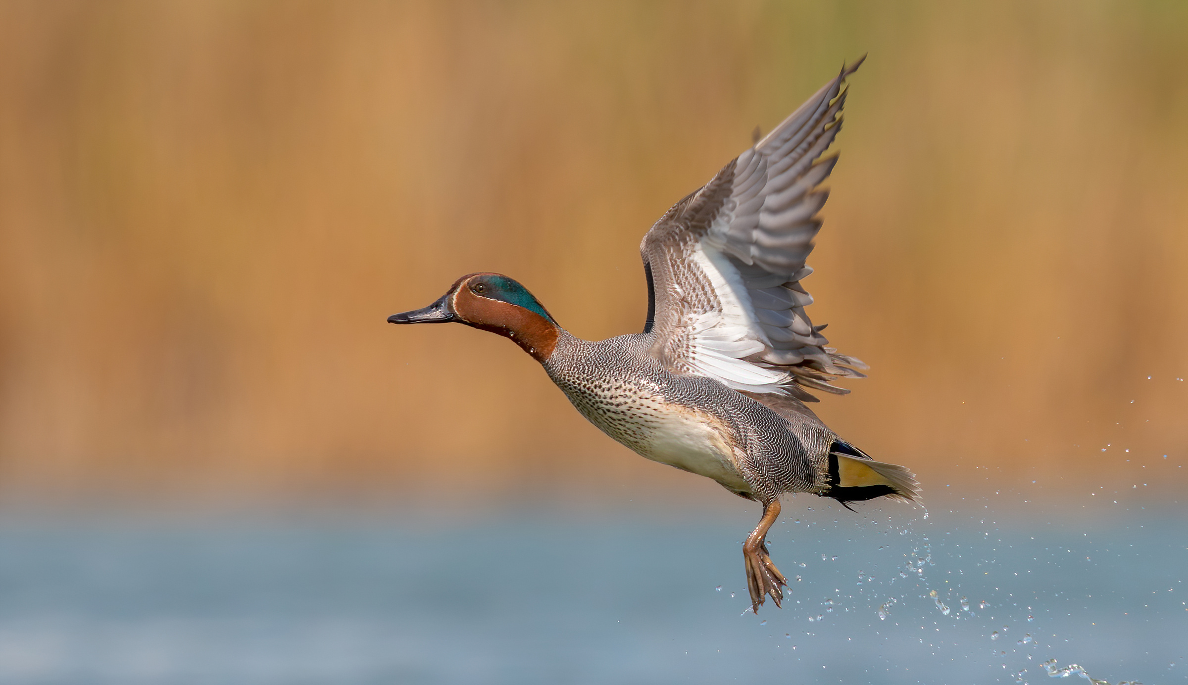 Alzavola eurasiatica