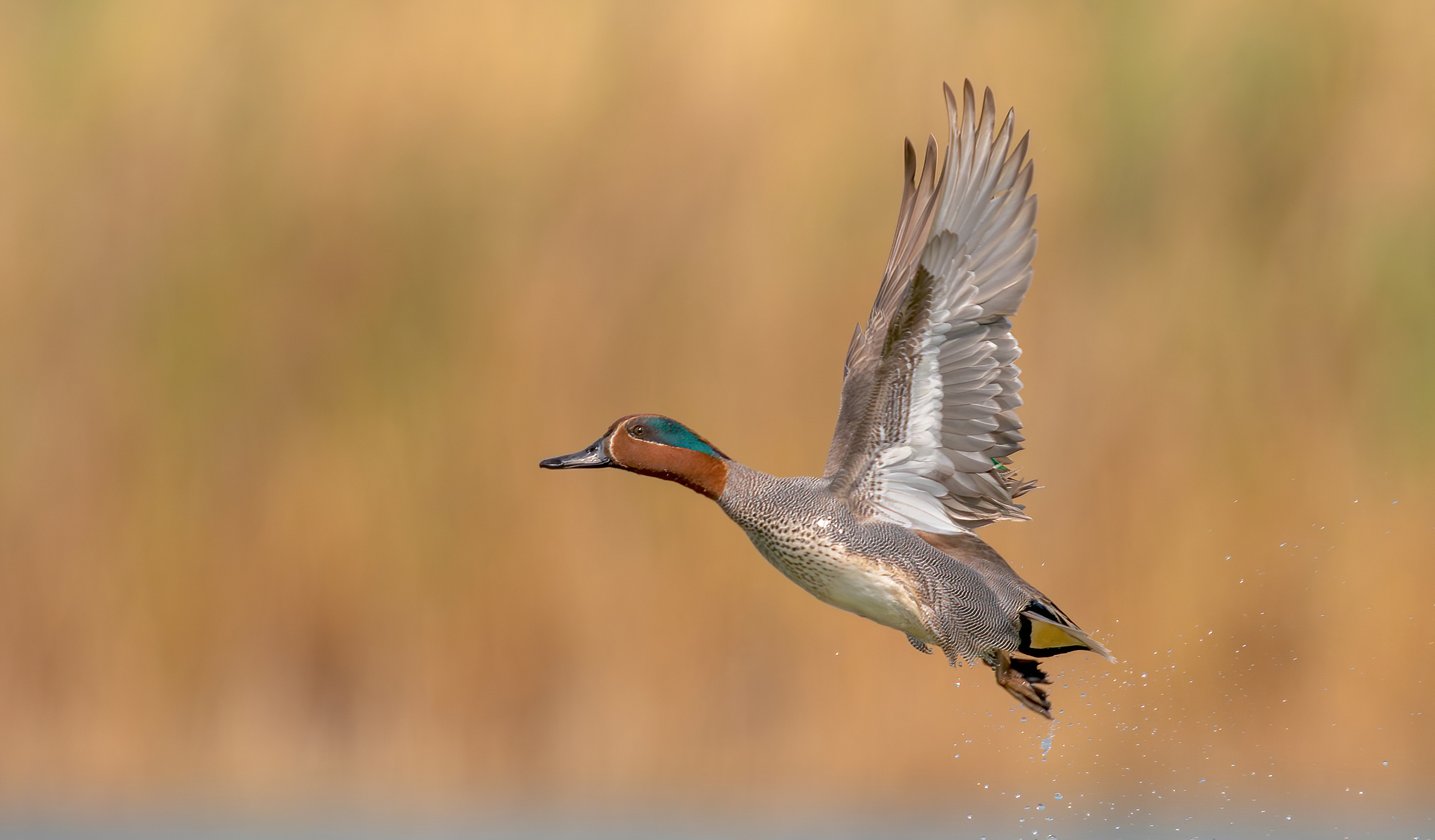 Alzavola eurasiatica