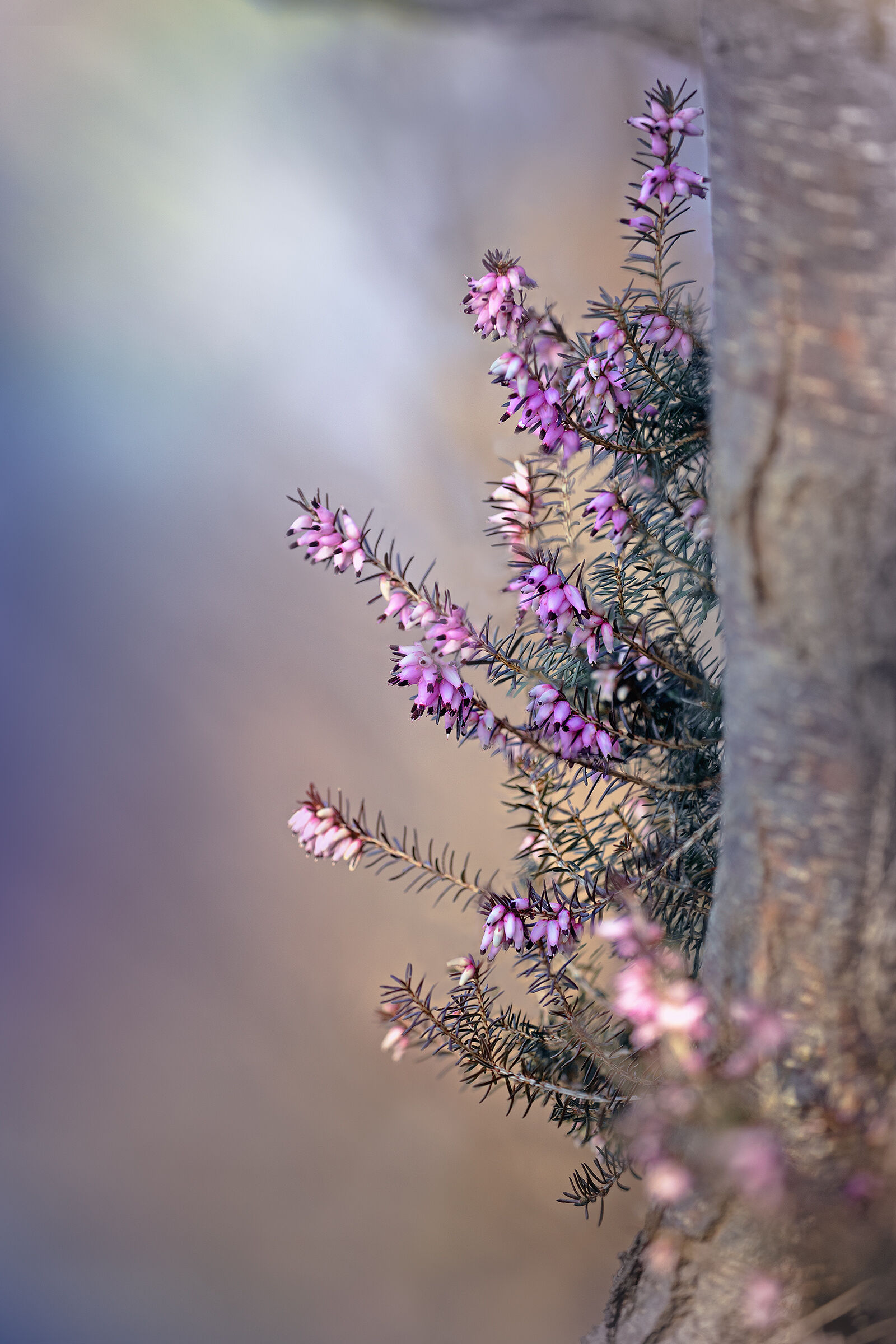 Winter heather