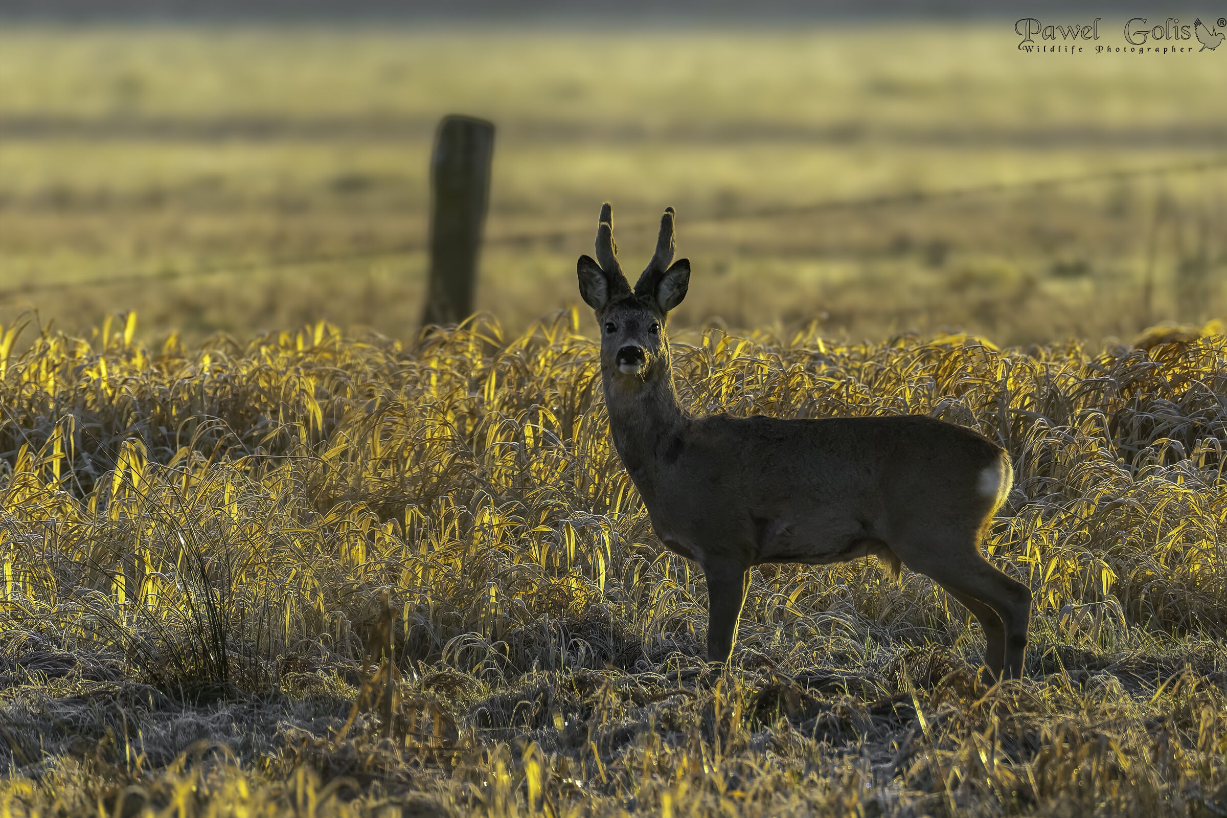 Capriolo (Capreolus capreolus)