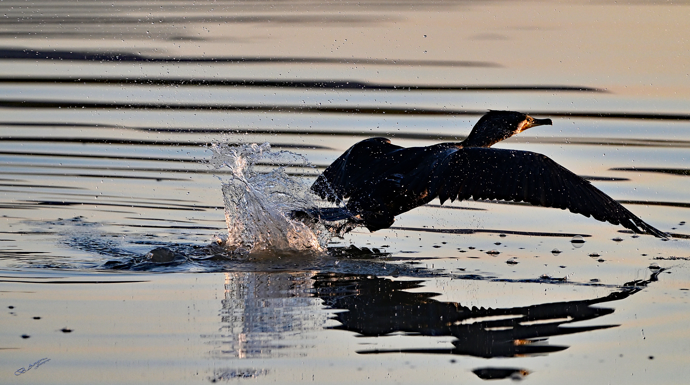 " Cormorant "
