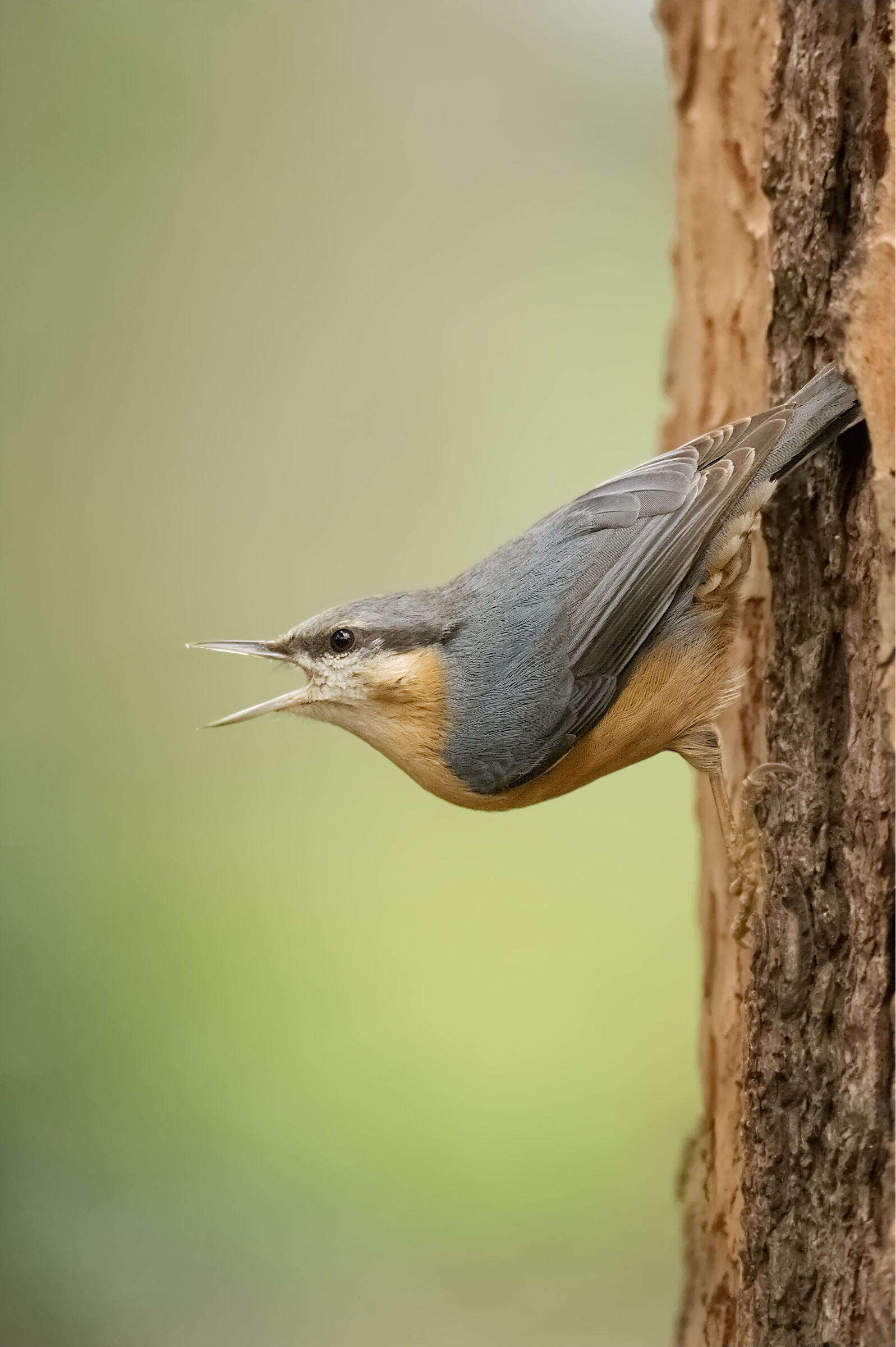 Wood nuthatch
