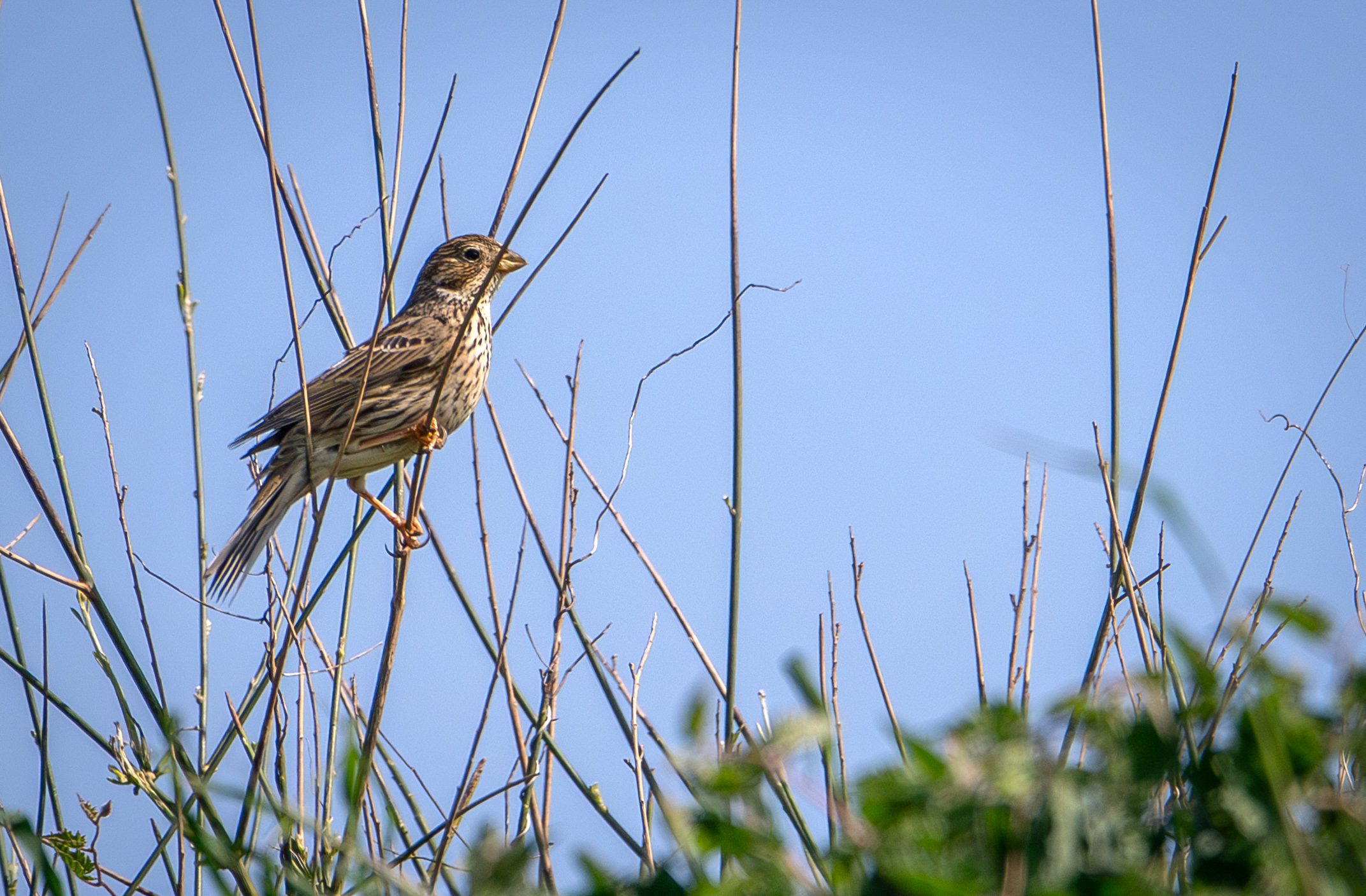 Corn bunting