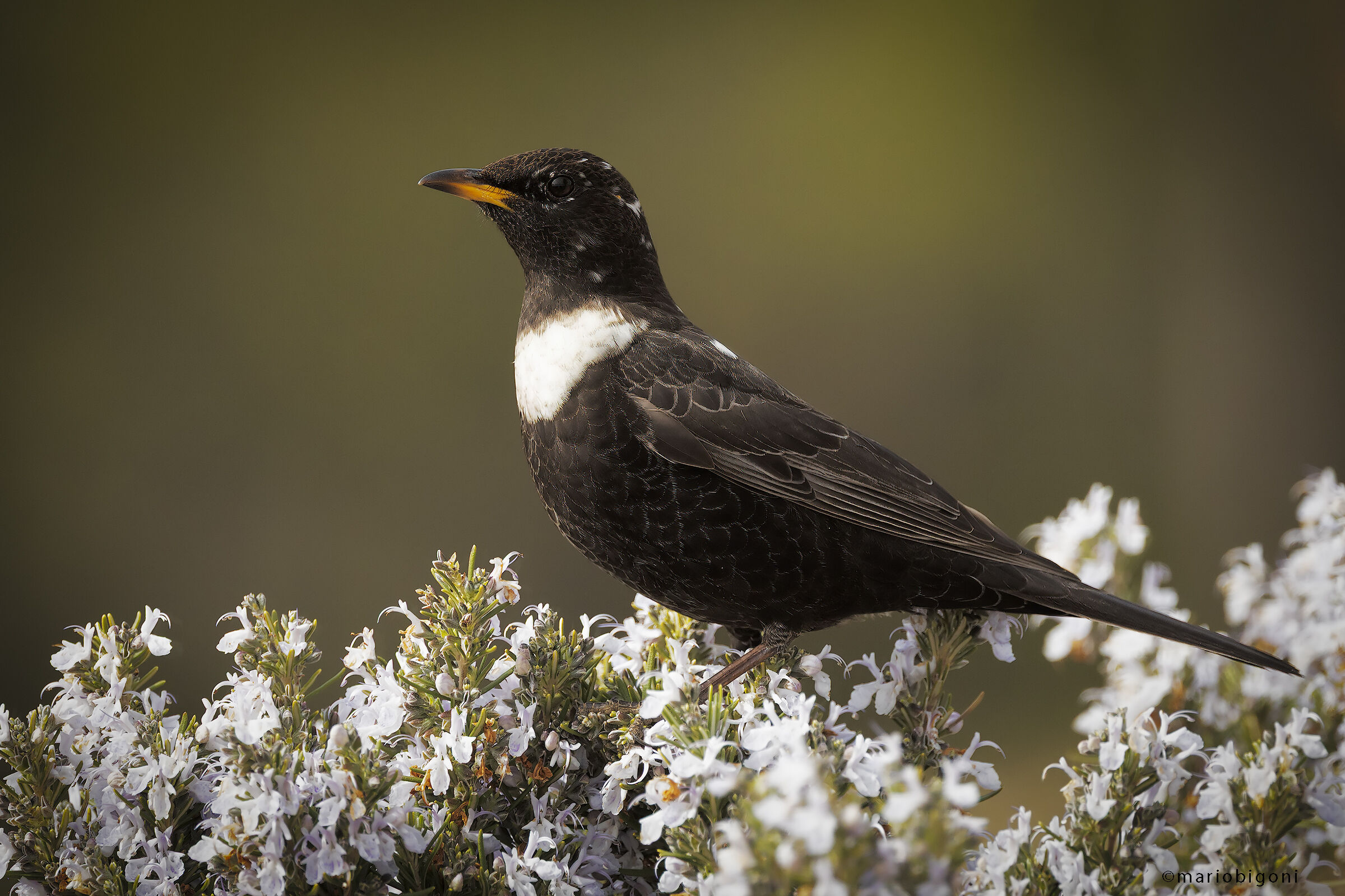 Collared blackbird