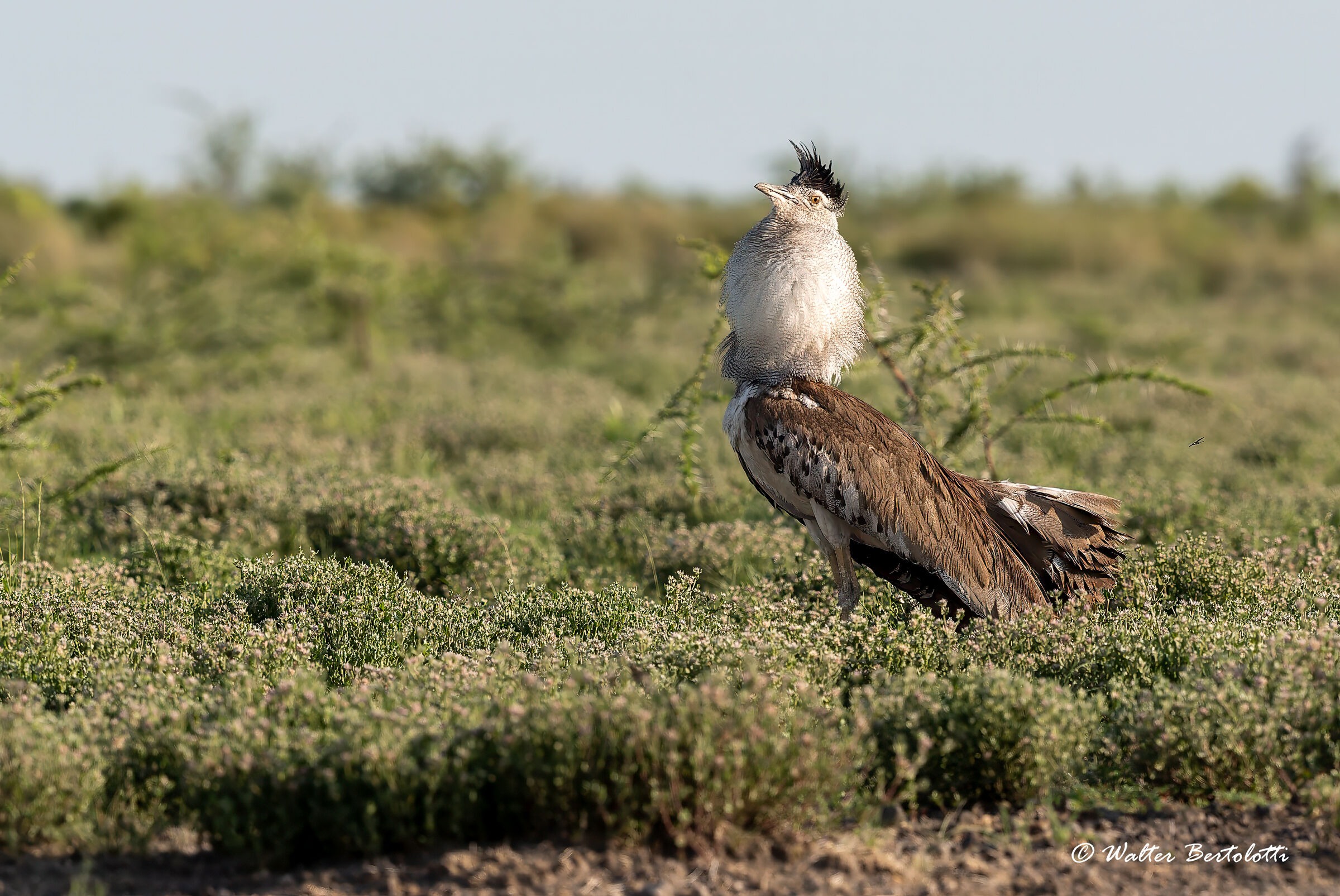 Bustard in courtship