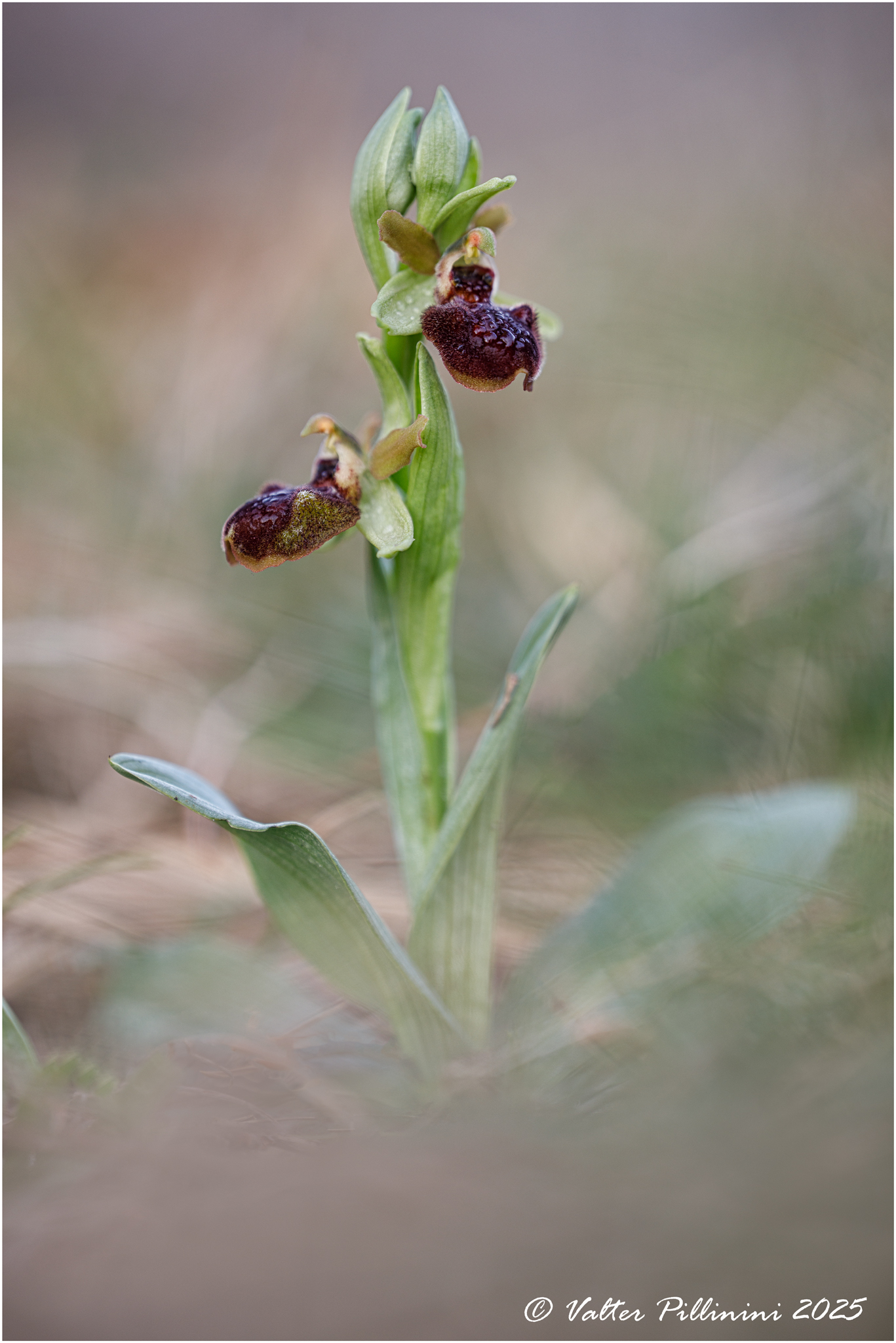 Ophrys sphegodes.
