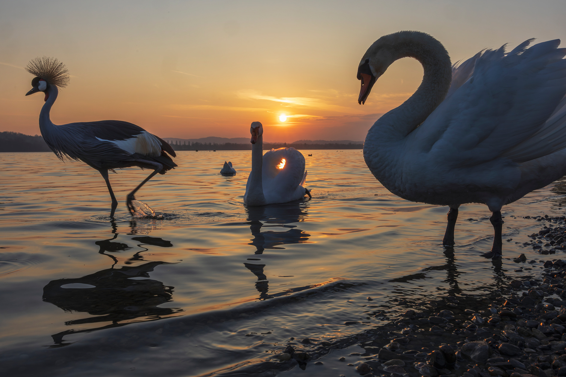 Crowned cranes and swans on Lake Varese