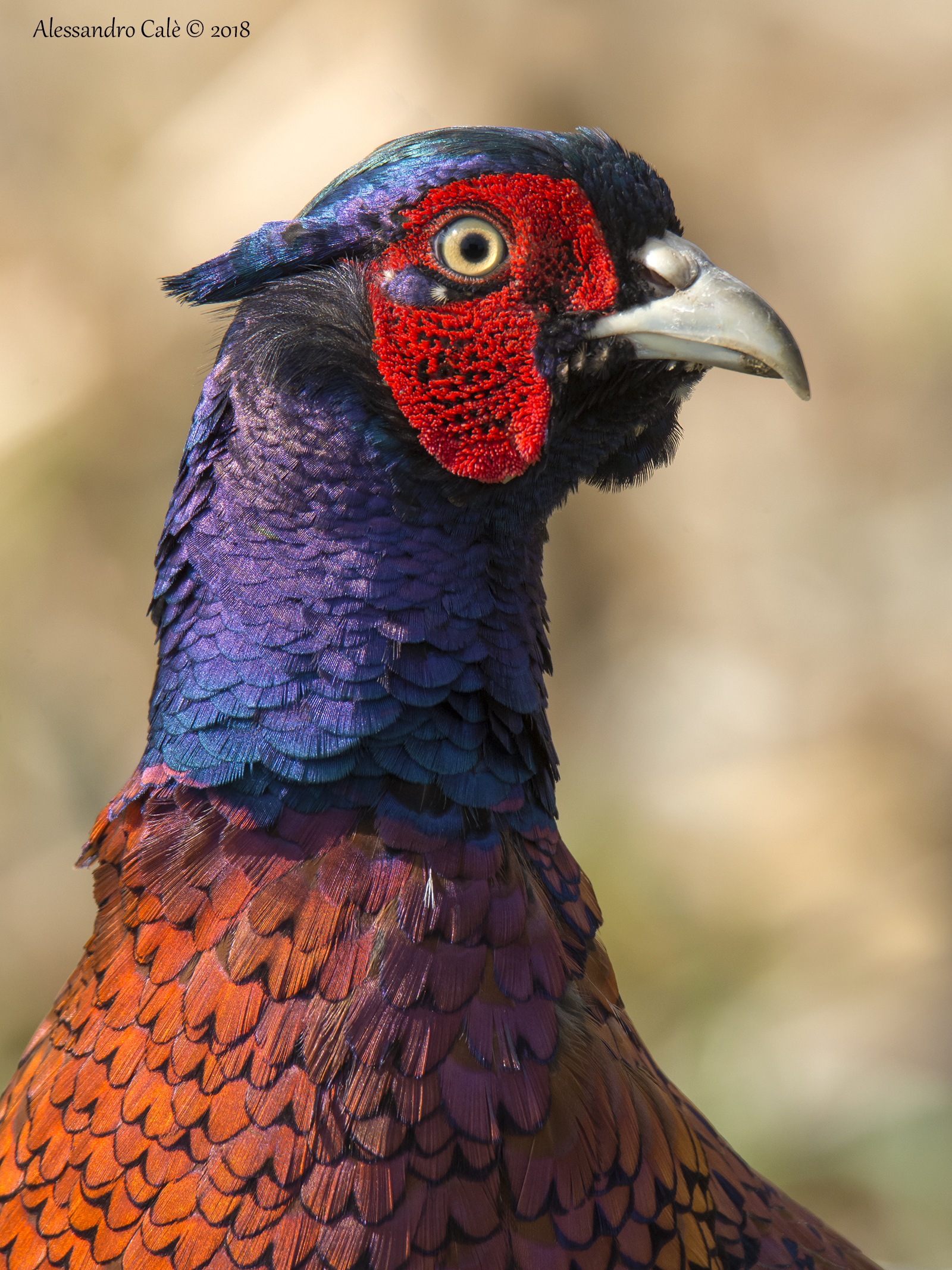 Phasianus colchicus (Pheasant) 1987