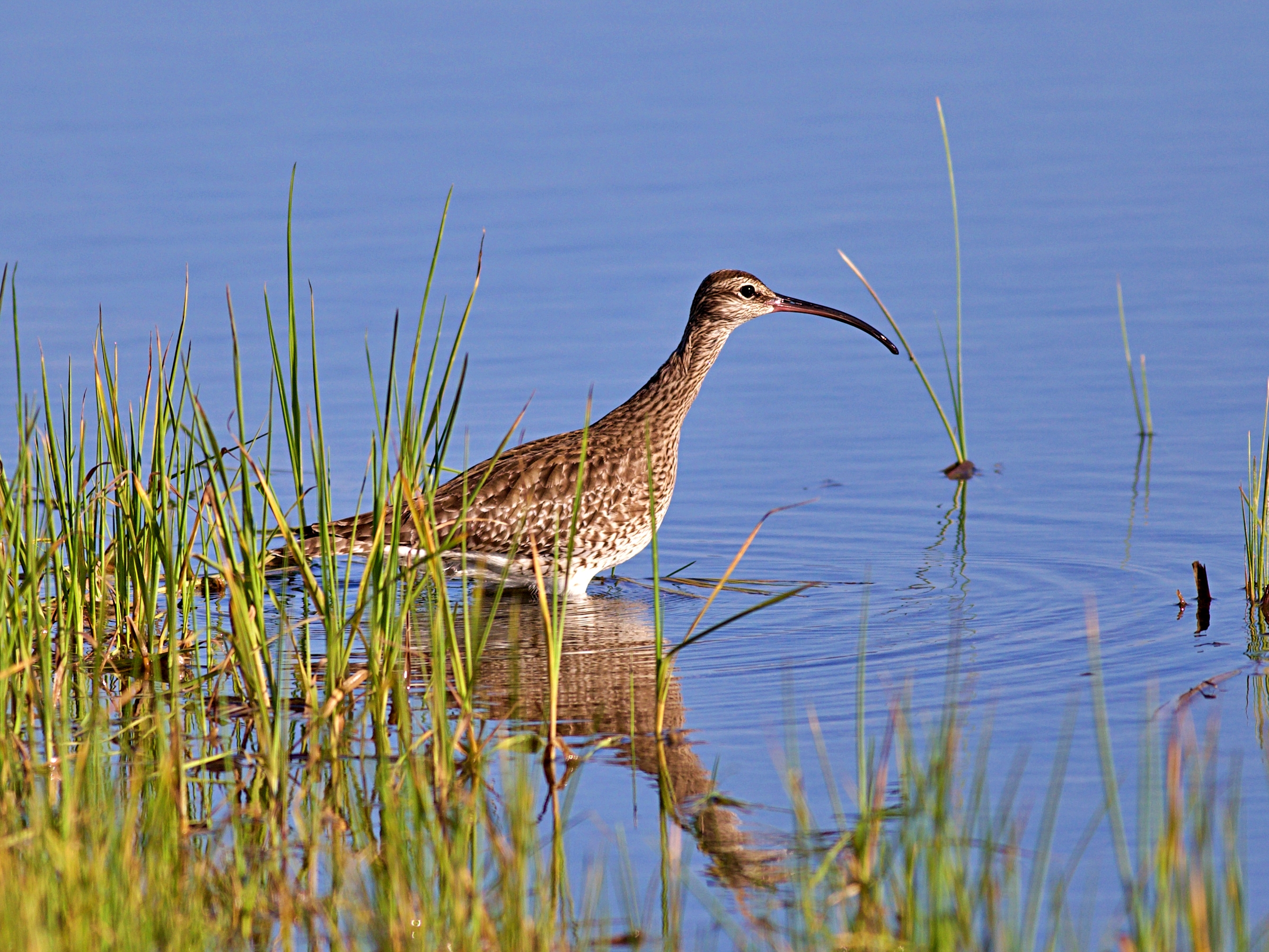 Curlew