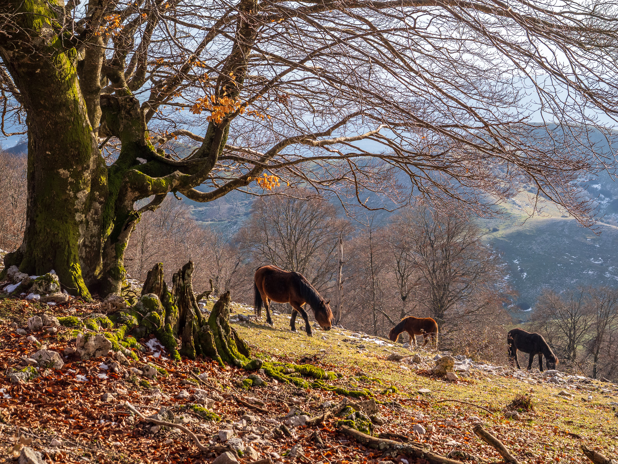 On the path to Monte Semprevisa (Carpineto Romano)