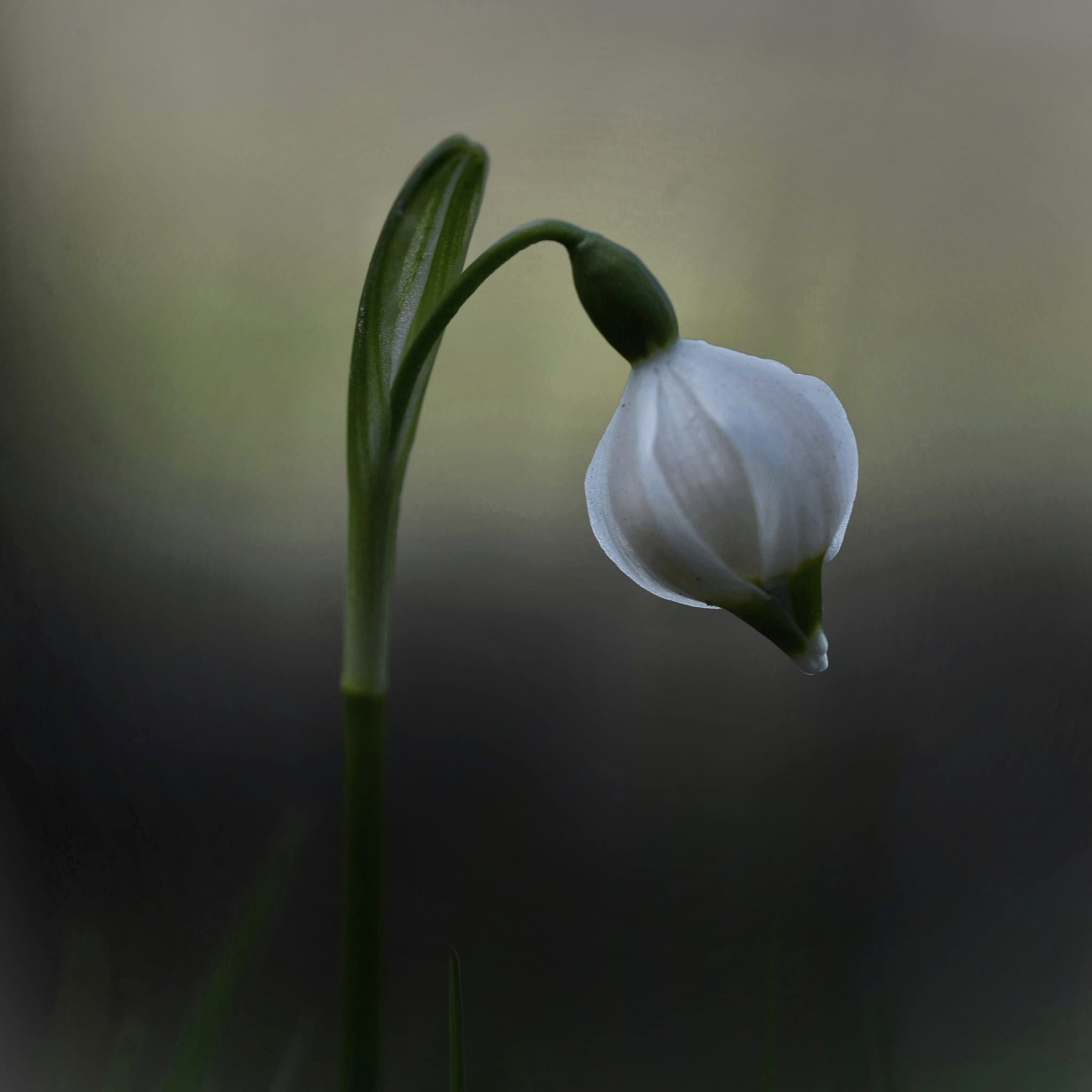 Spring Bell 25