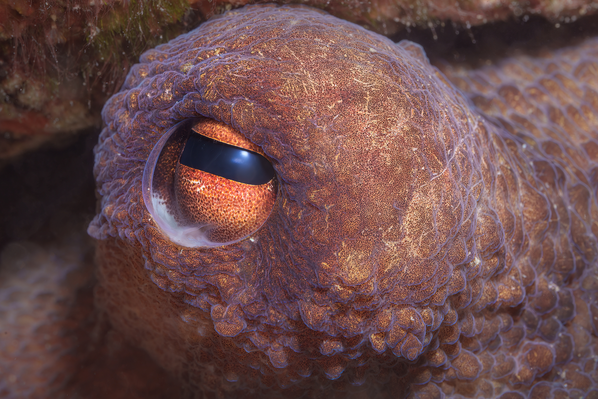 The Eye