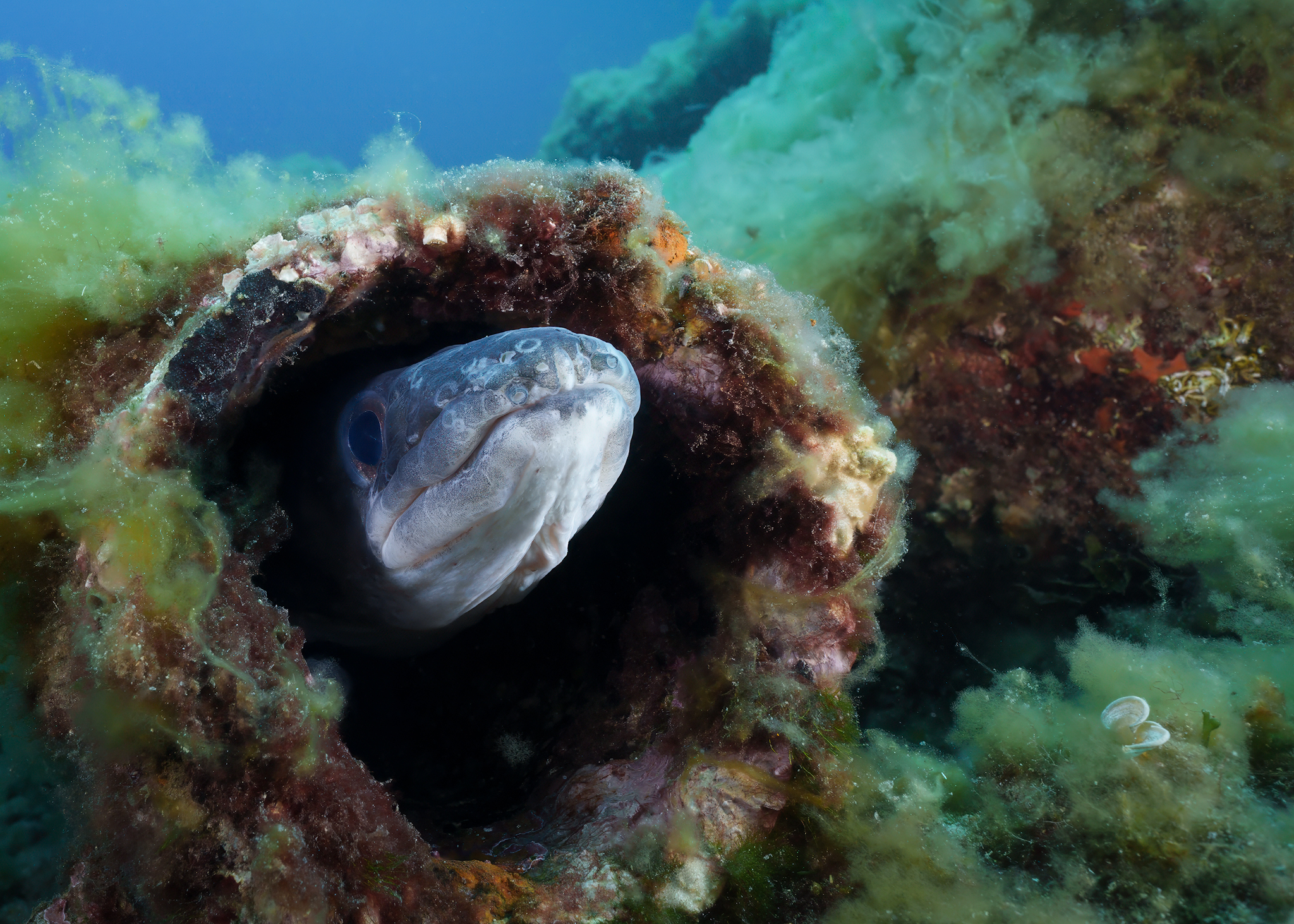 Conger eel