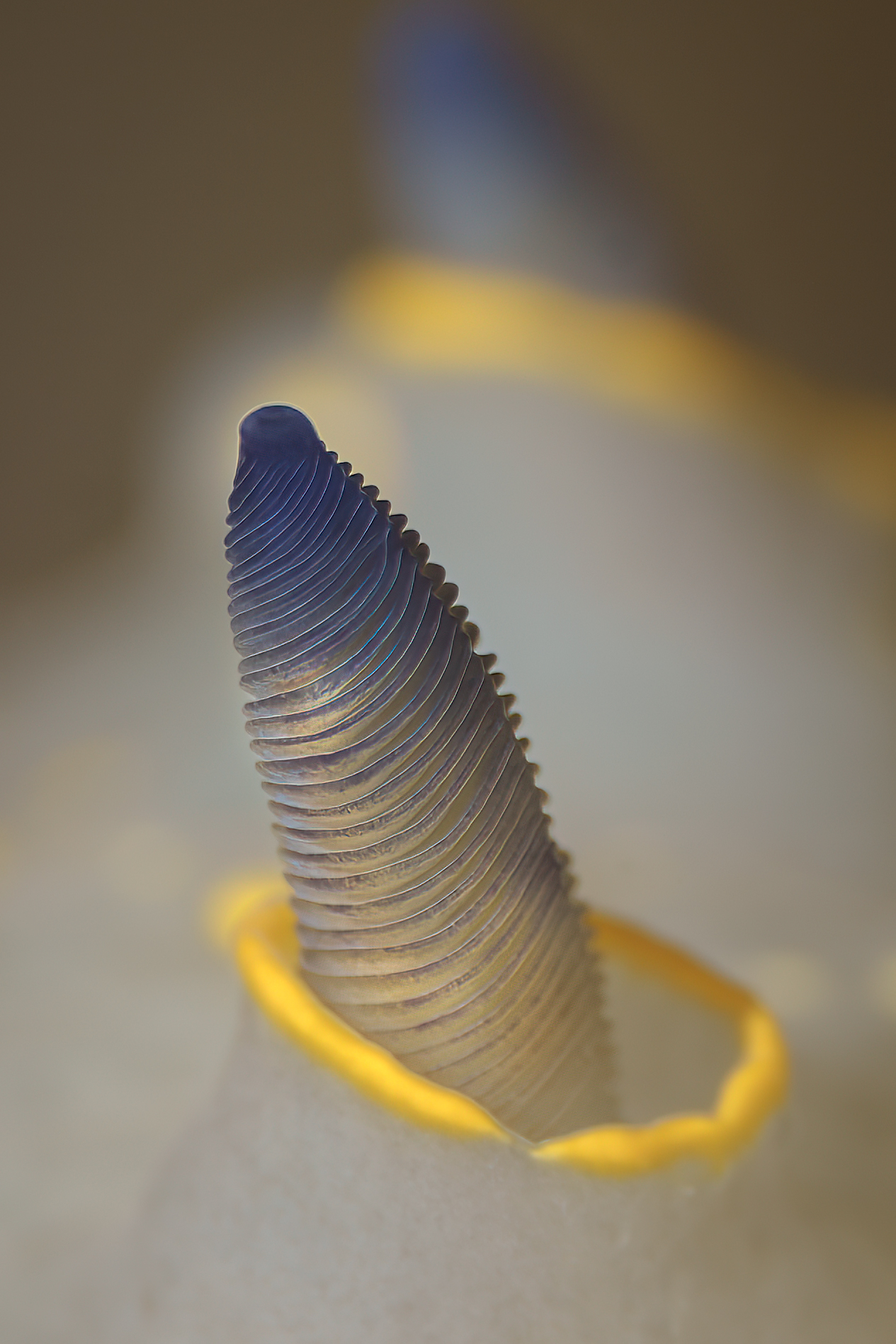 Rhinophore of Felimare picta