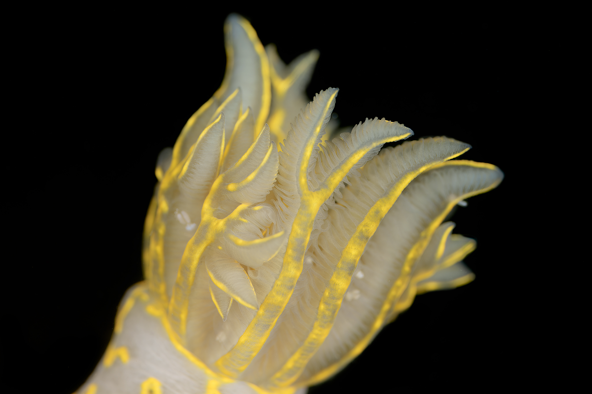 Detail of the "Pennacchio" by F. picta