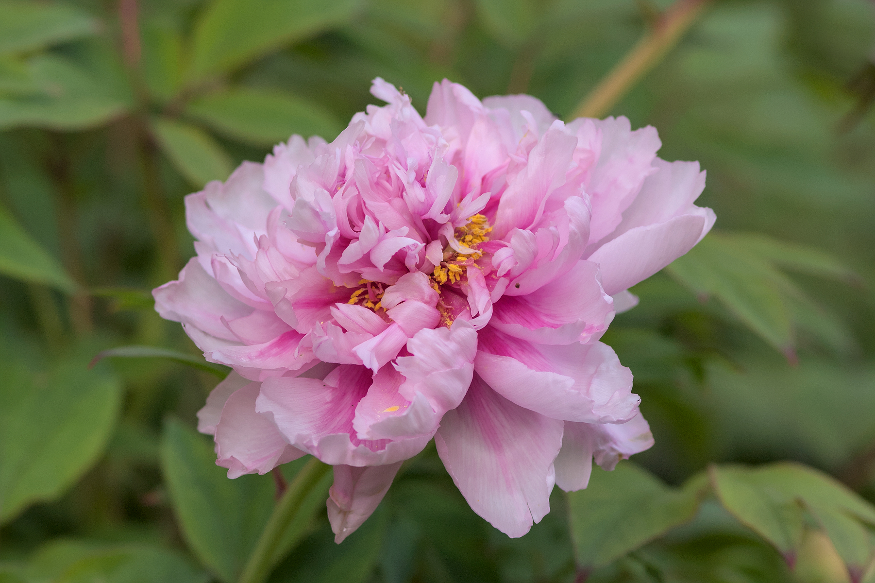Peonia
