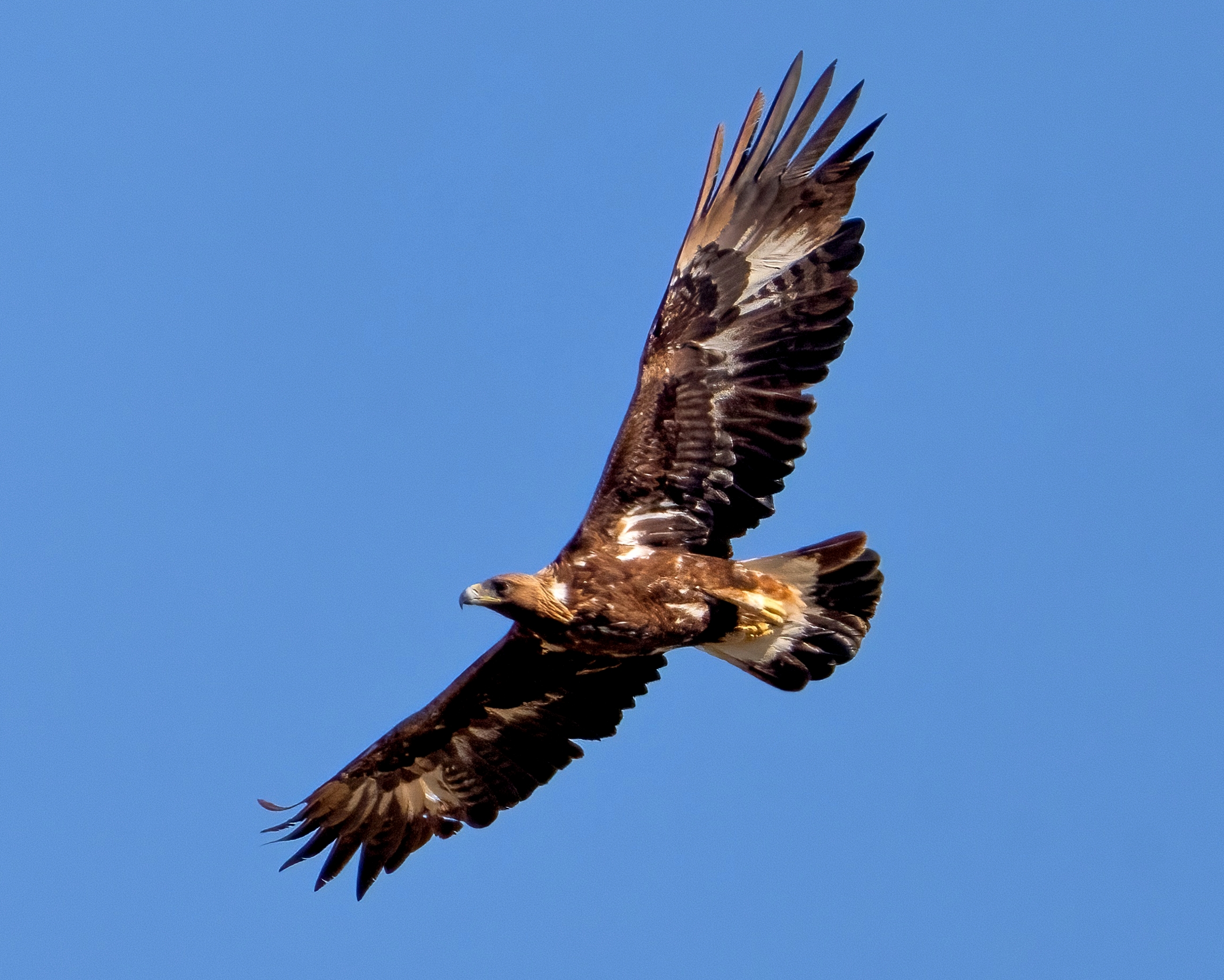 Golden Eagle (Aquila chrysaetos)