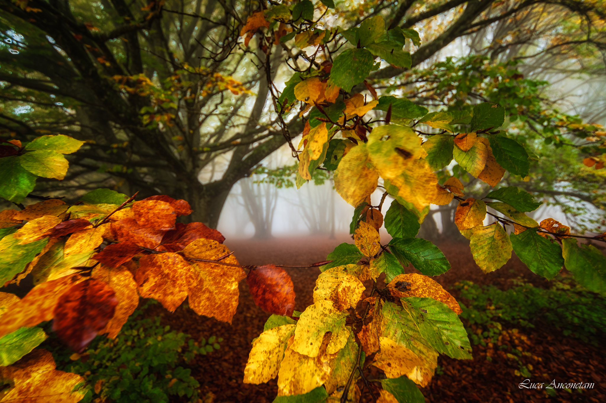 A spasso nella faggeta