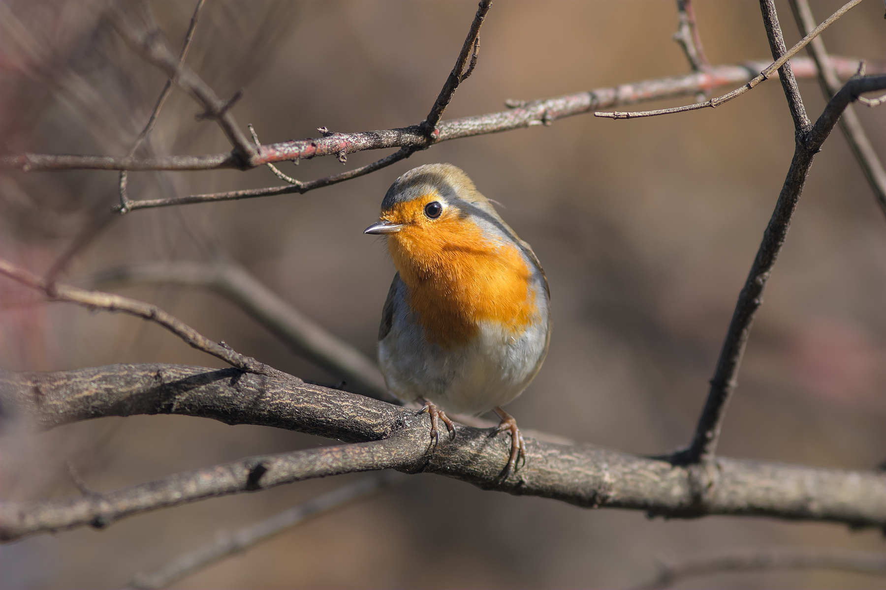 Pettirosso - Erithacus rubecula