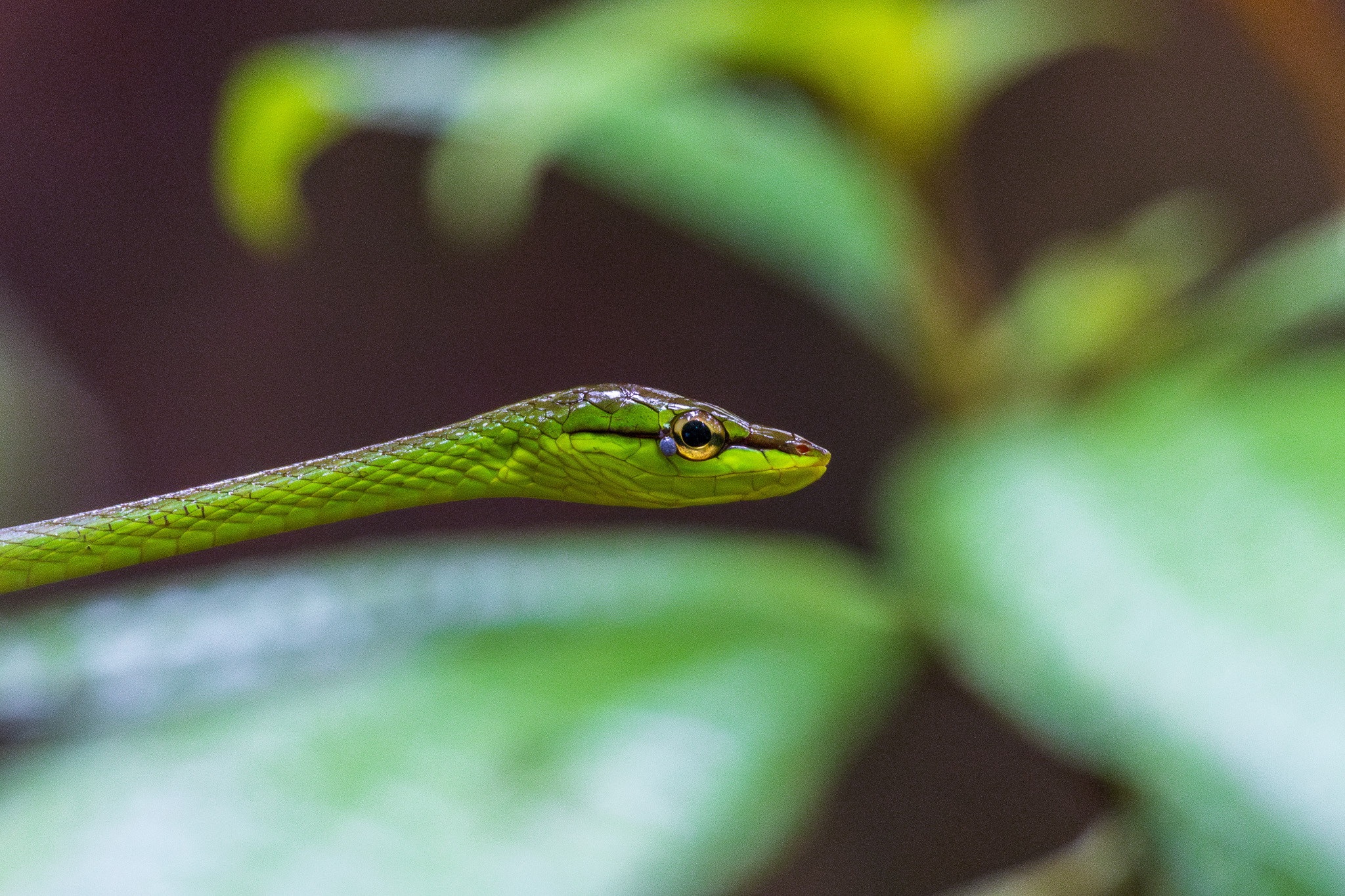 the Parasite is inconspicuous