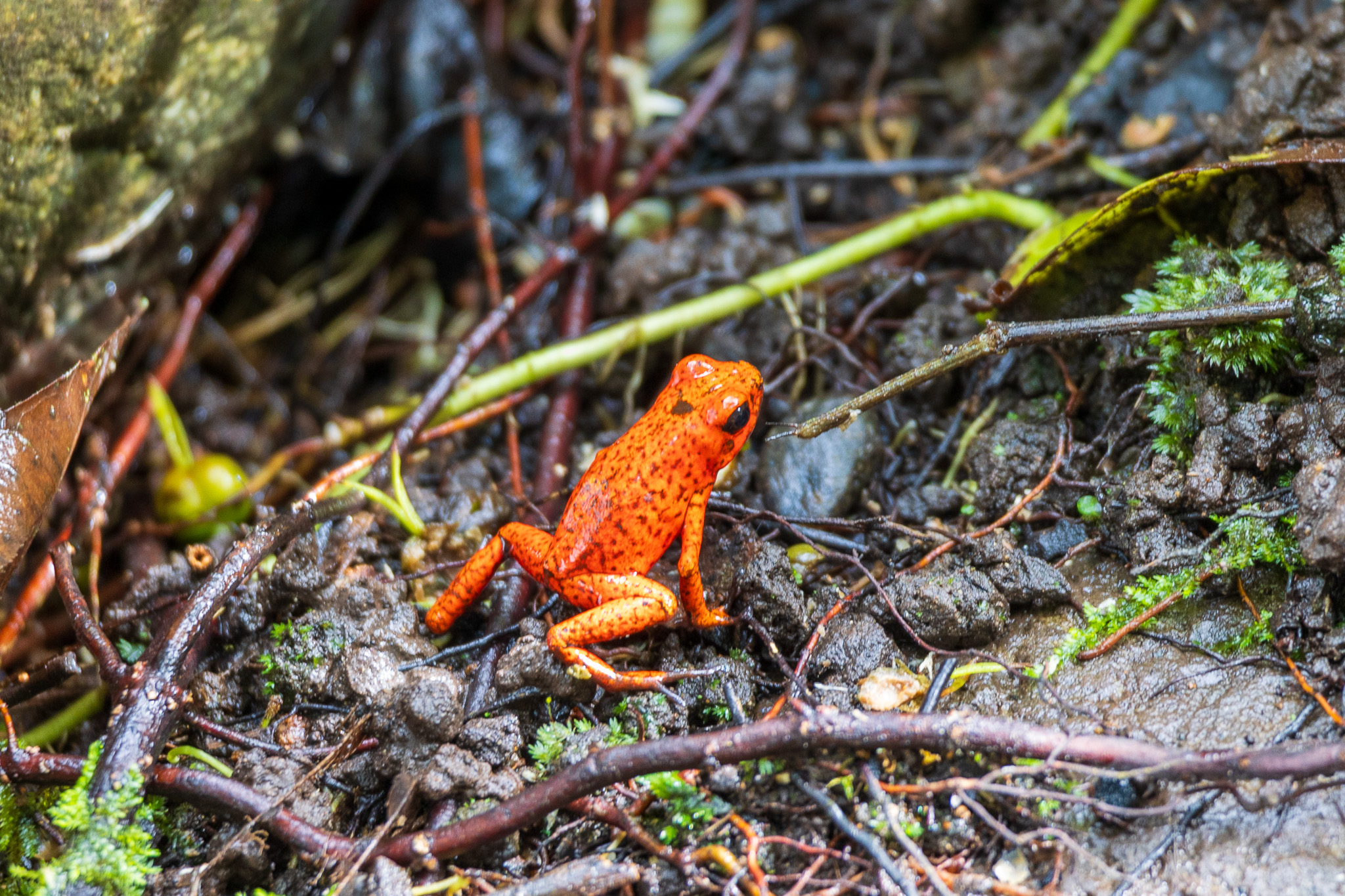 Arancio uguale veleno