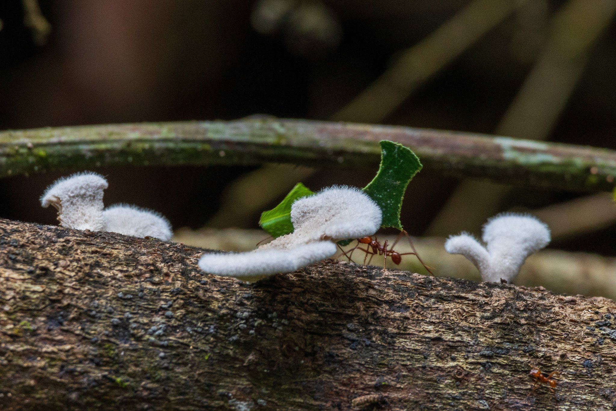 Formiche tagliafoglie tra i funghetti
