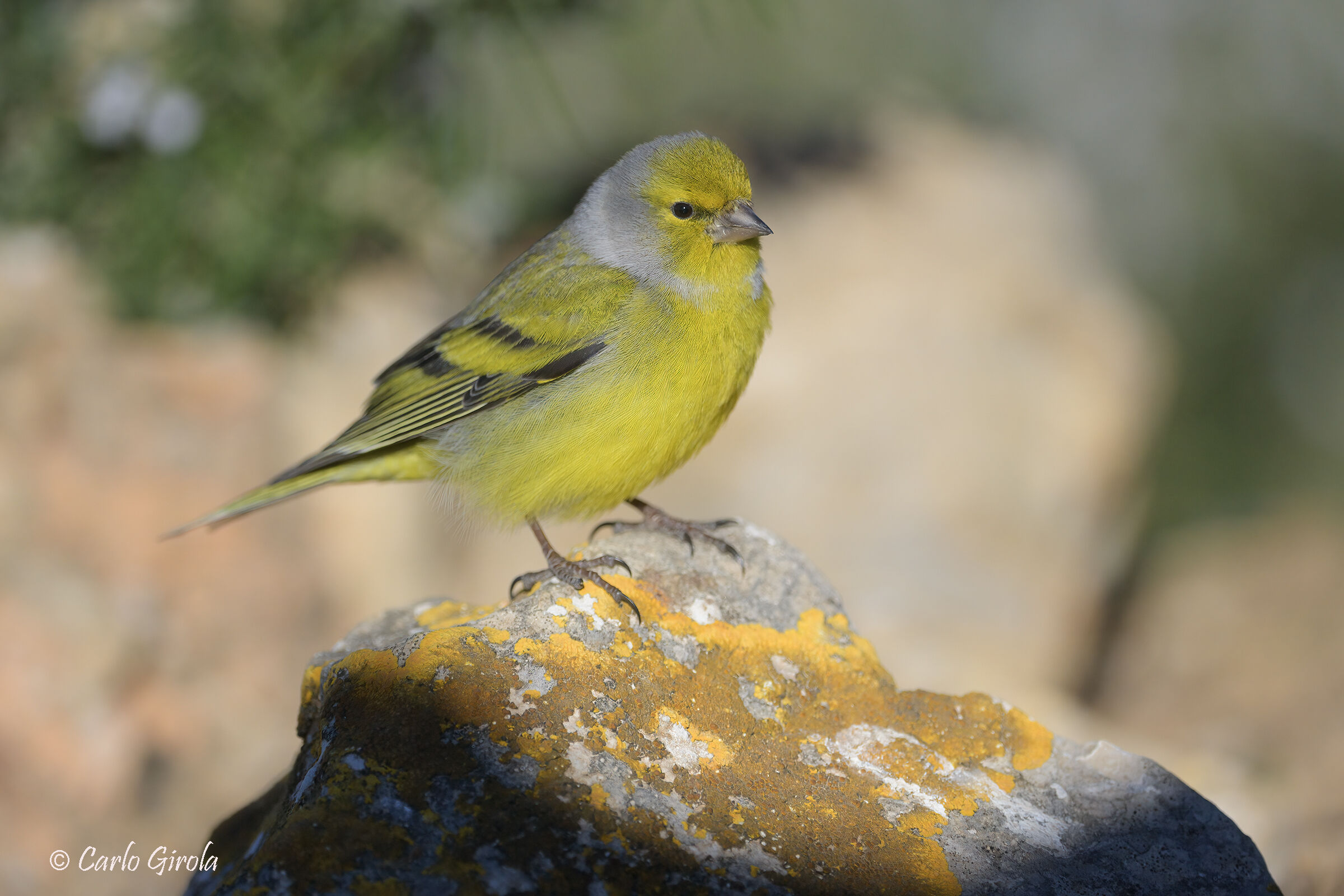 Venturone alpino (Carduelis citrinella)