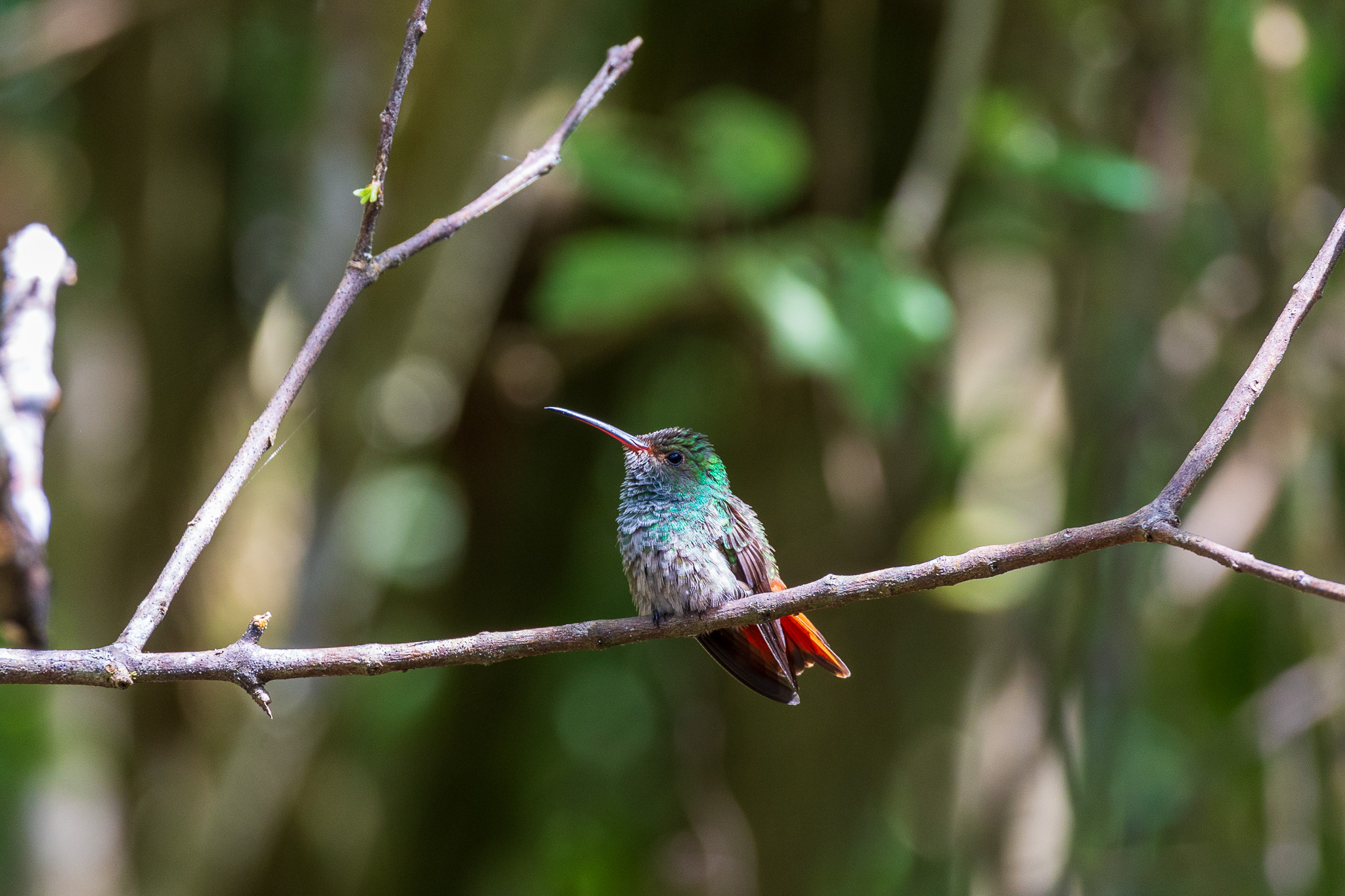 Fly Bird or Hummingbird