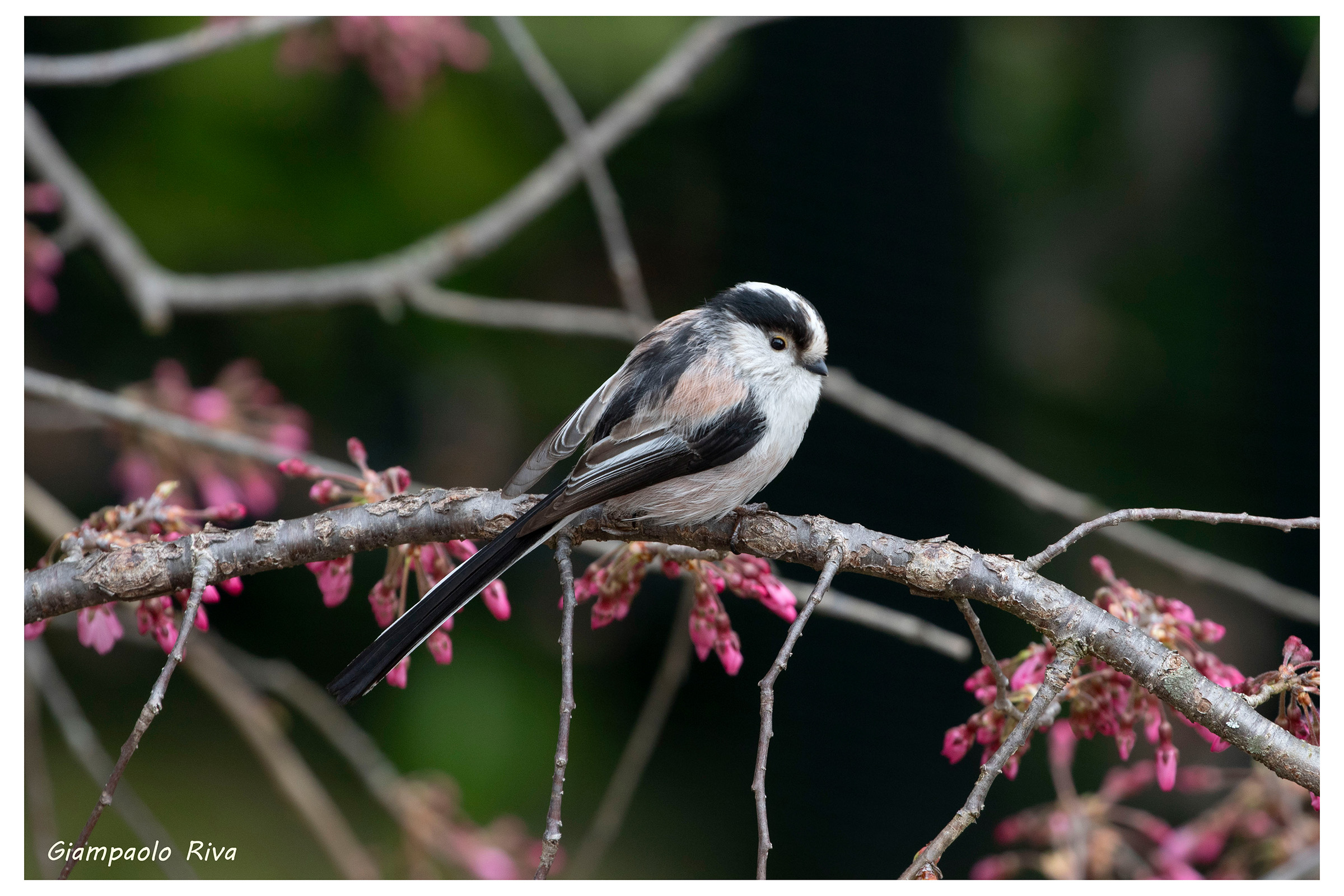 Codibugnolo su ciliegio in boccio