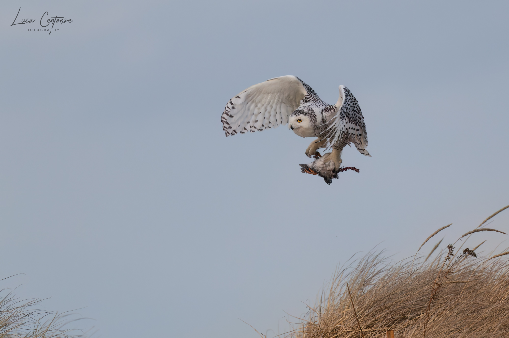 Snowy Owl (Bubo scandiacus) with prey