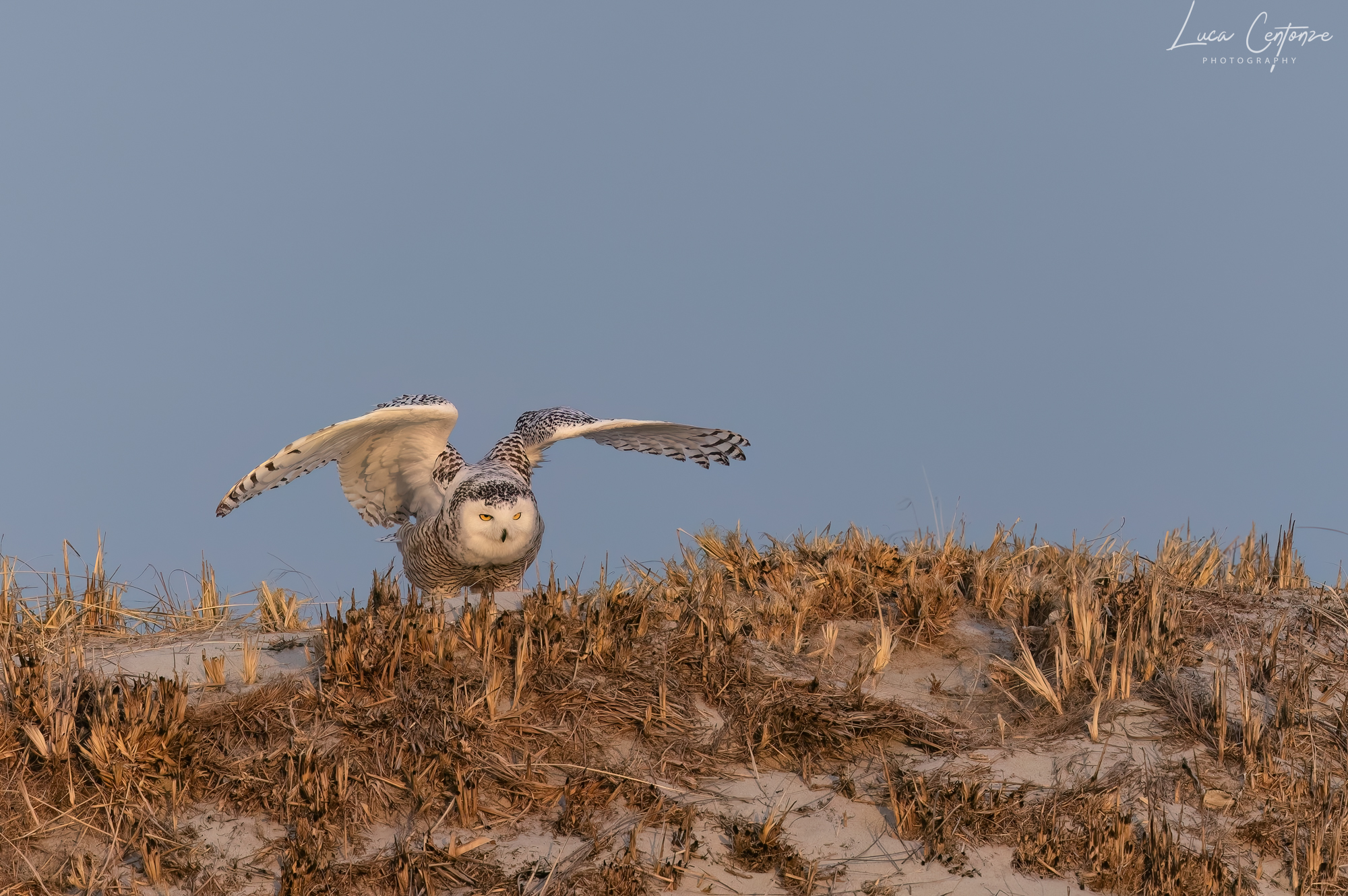 Snowy Owl (Bubo scandiacus)