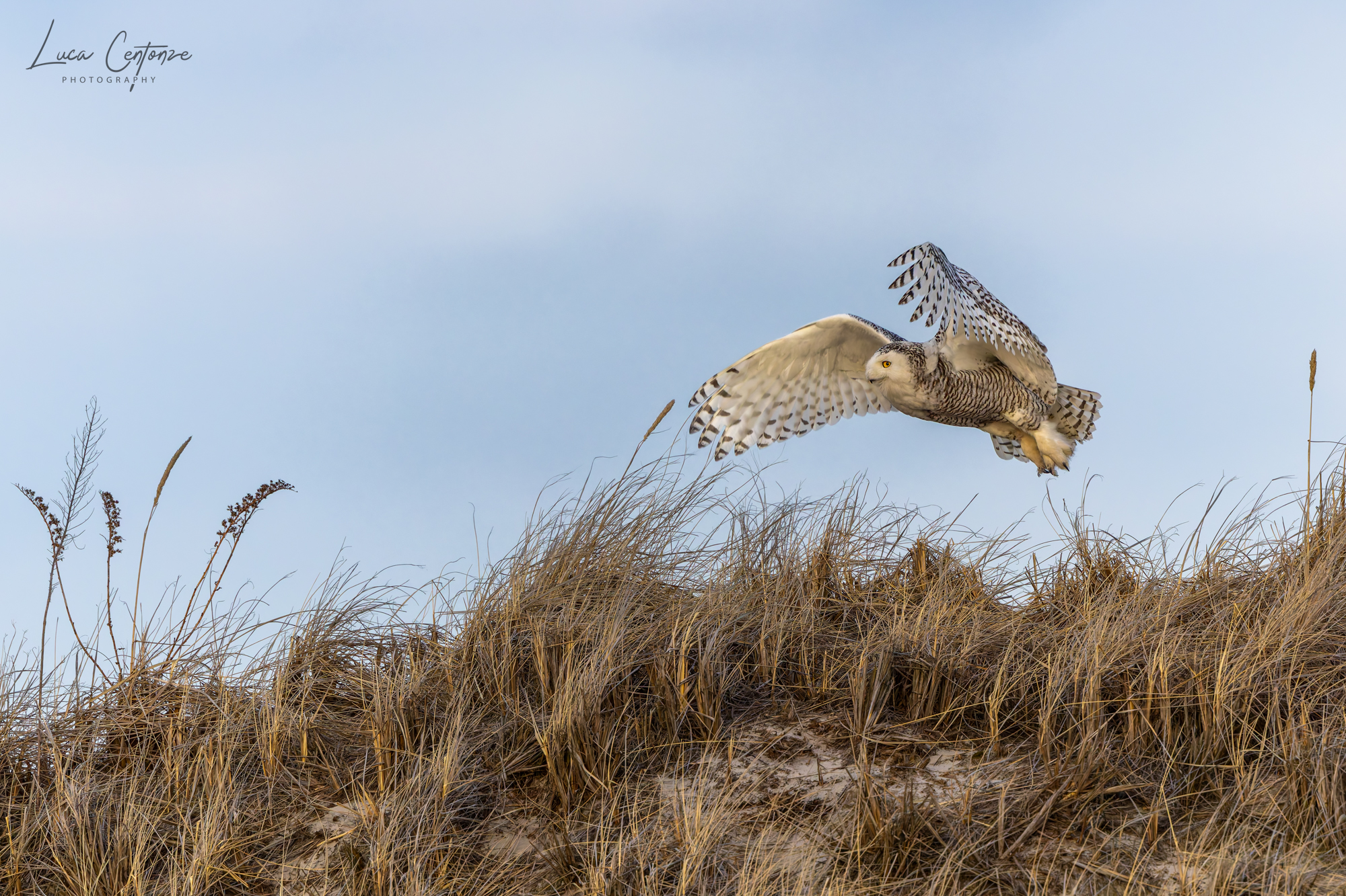 Snowy Owl (Bubo scandiacus)