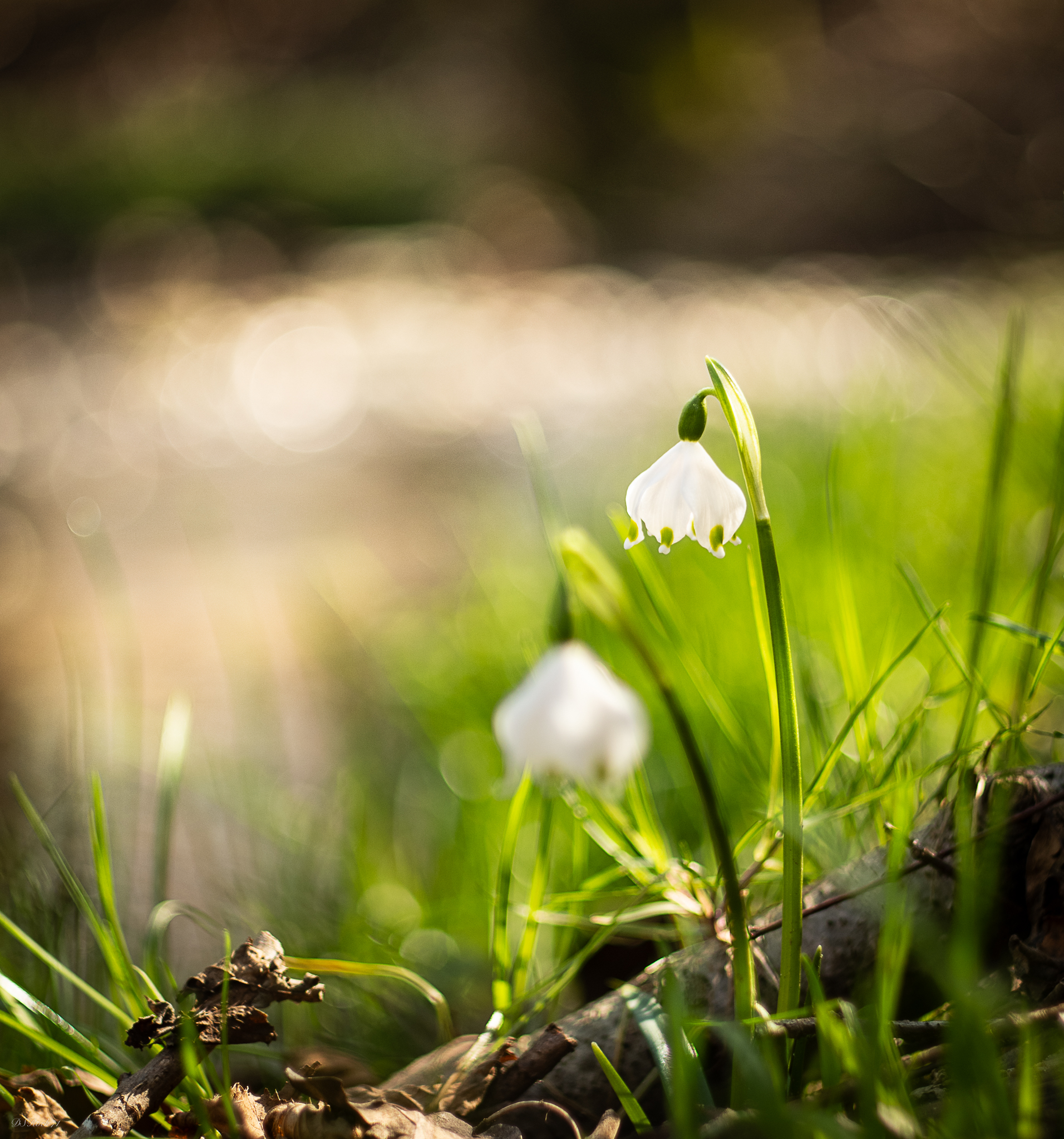 Tinkerbell on the river