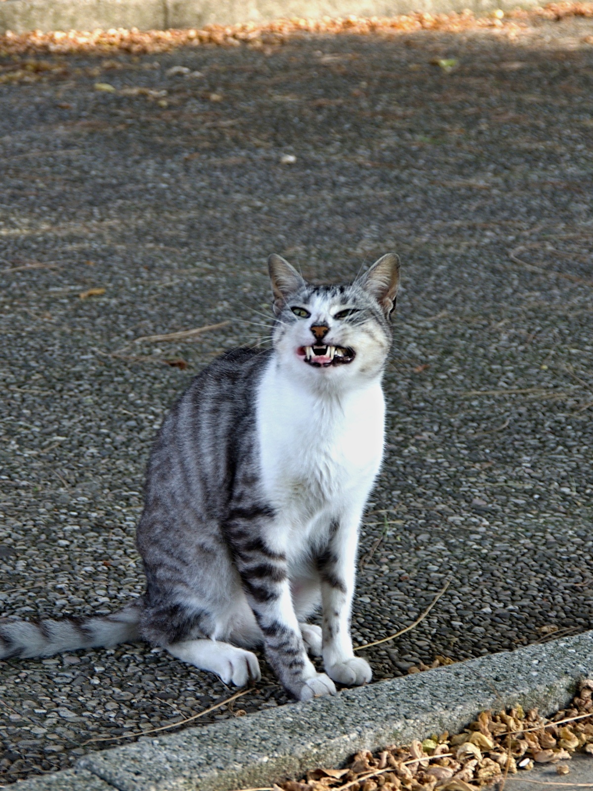 Il sorriso felino