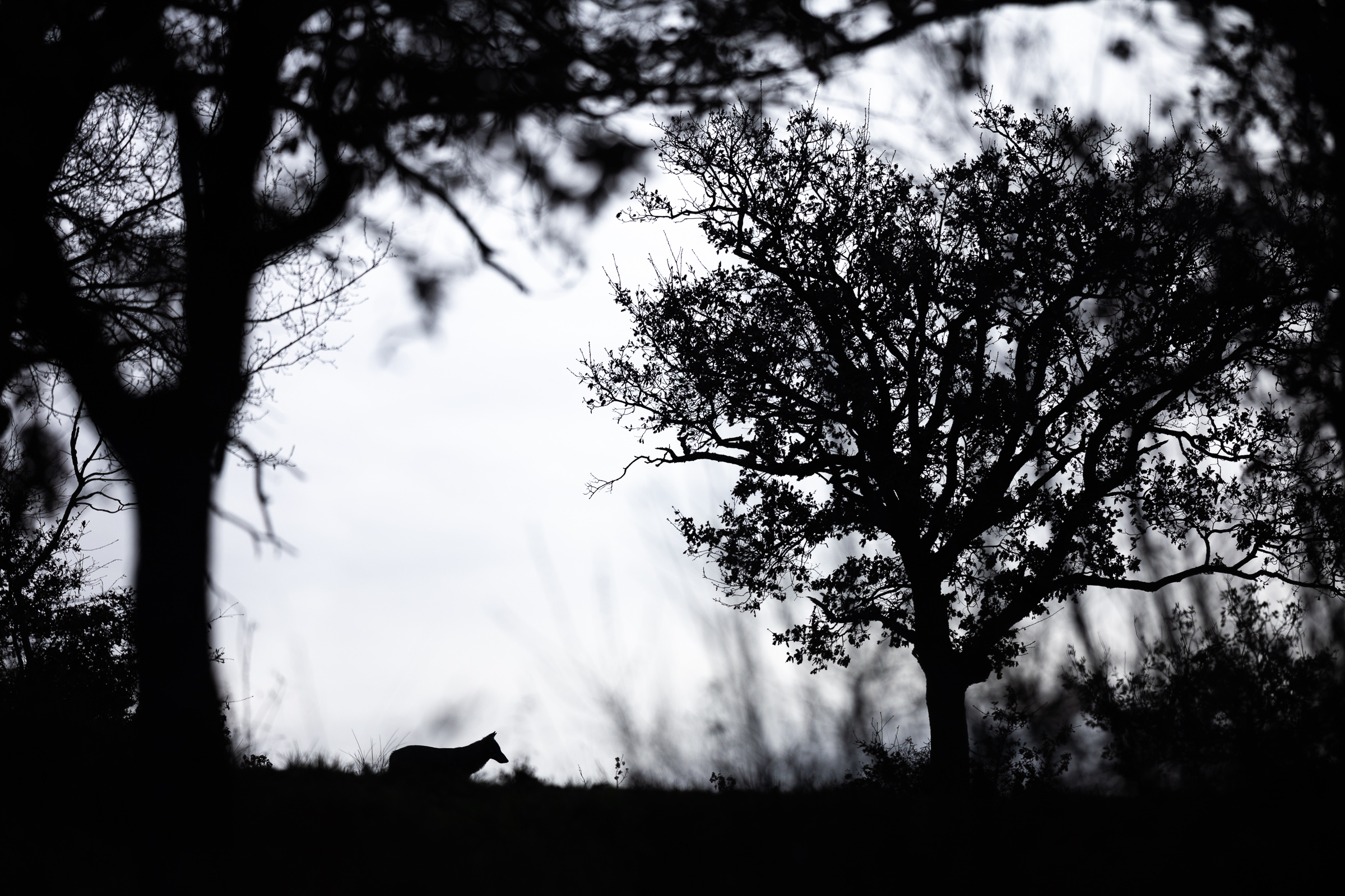 Silouette di lupo